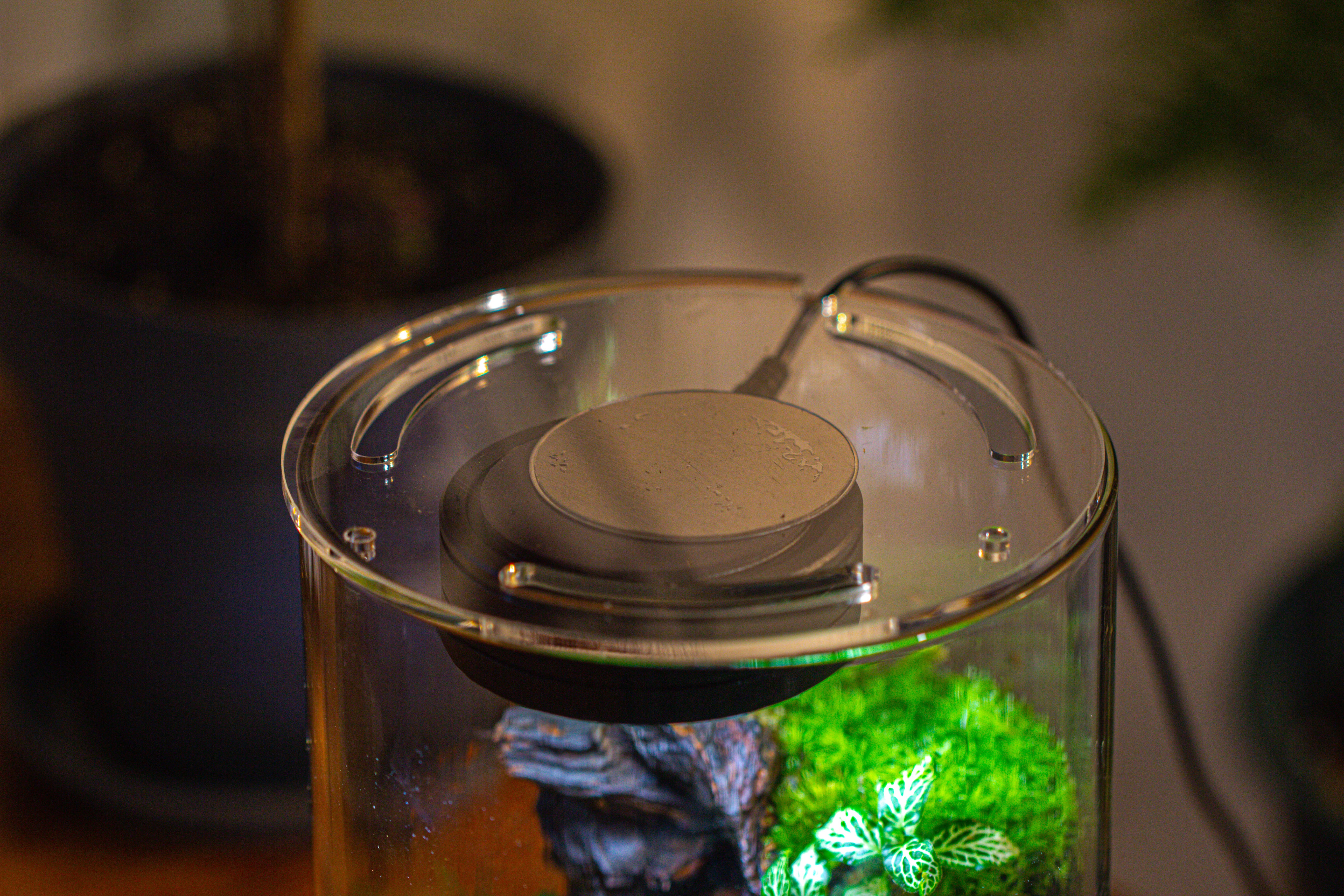 Medium Cylinder Terrarium with LED Grow Lamp, Acrylic Lid Set for Bog, Carnivorous plants -15x25cm - NCYPgarden