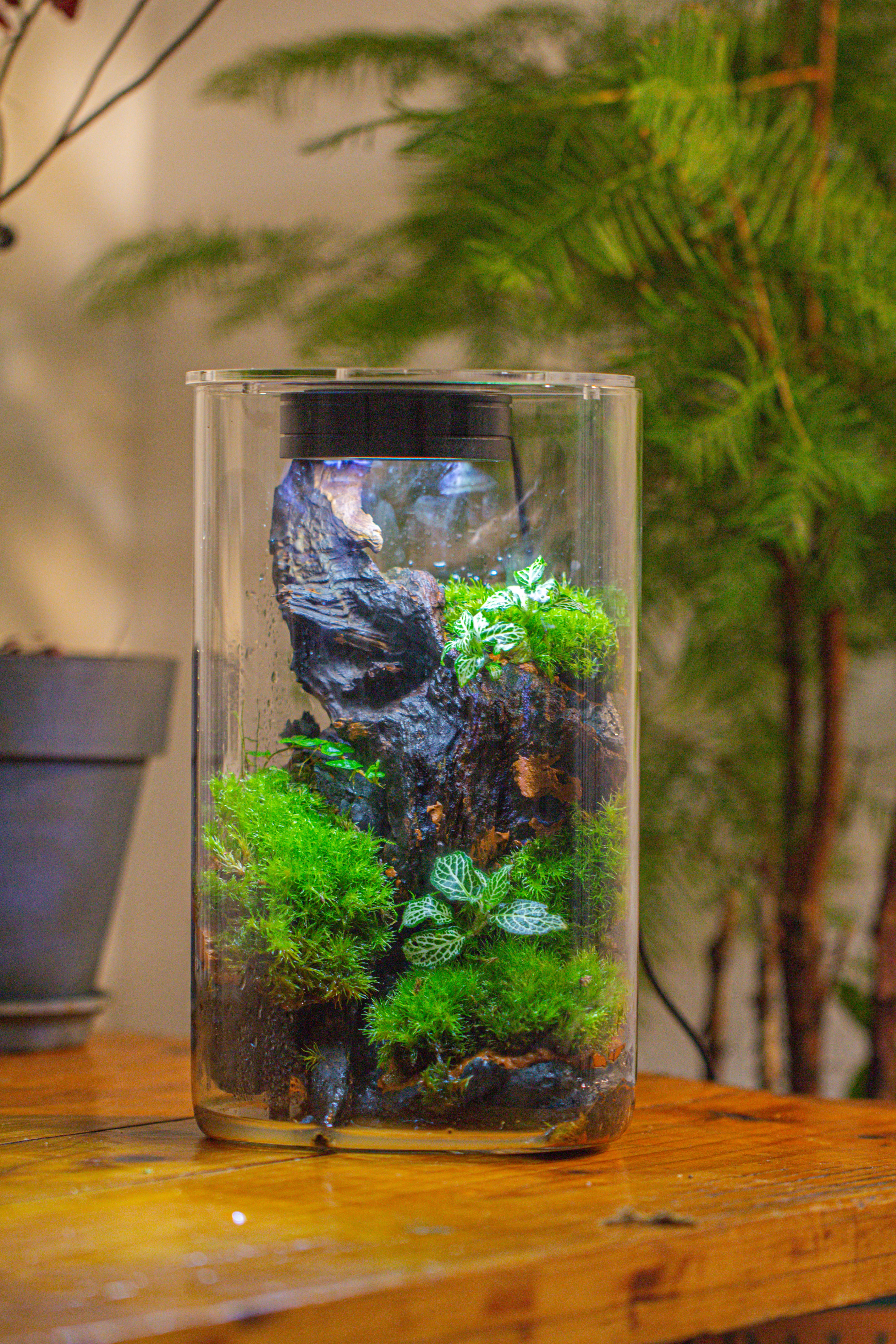 Medium Cylinder Terrarium with LED Grow Lamp, Acrylic Lid Set for Bog, Carnivorous plants -15x25cm - NCYPgarden