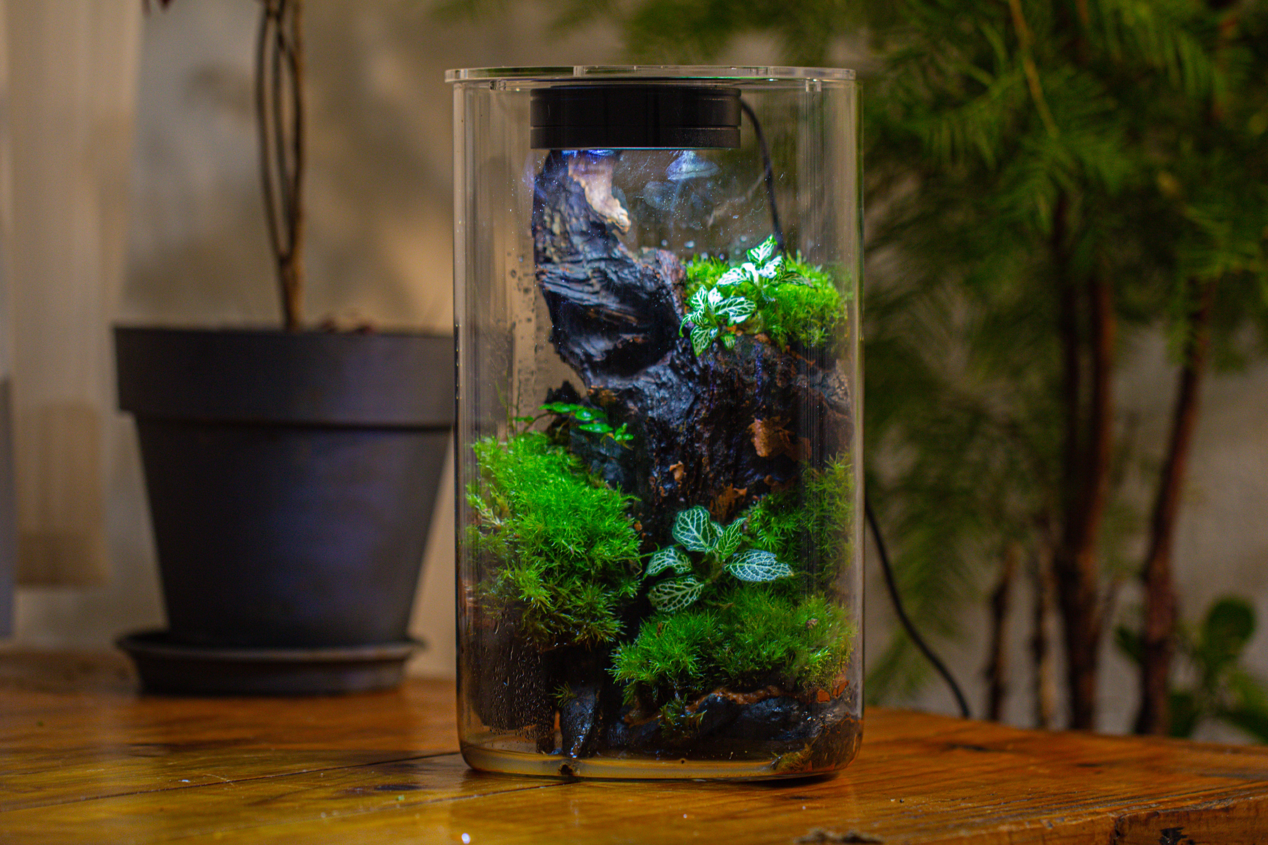 Medium Cylinder Terrarium with LED Grow Lamp, Acrylic Lid Set for Bog, Carnivorous plants -15x25cm - NCYPgarden