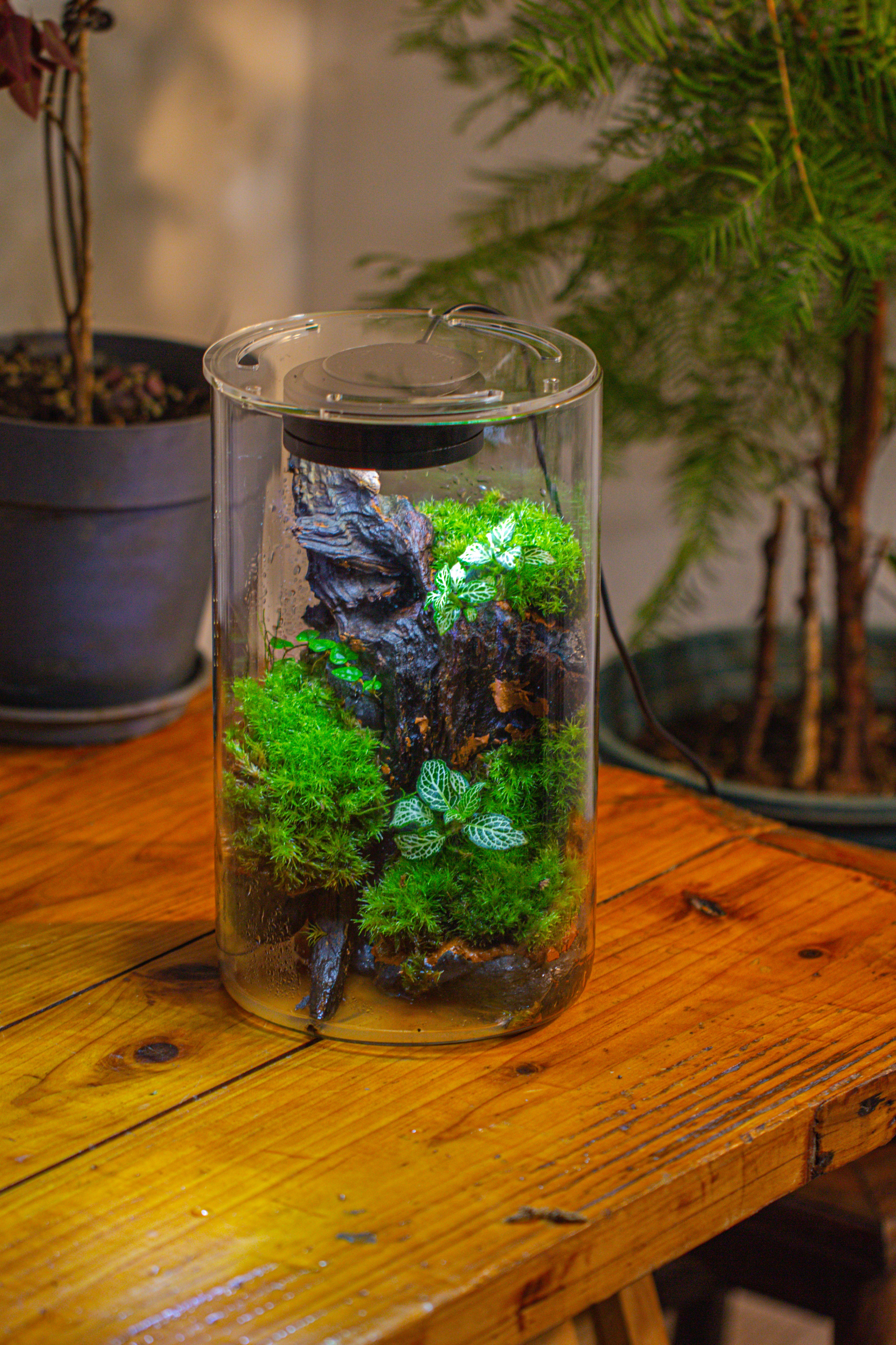 Medium Cylinder Terrarium with LED Grow Lamp, Acrylic Lid Set for Bog, Carnivorous plants -15x25cm - NCYPgarden