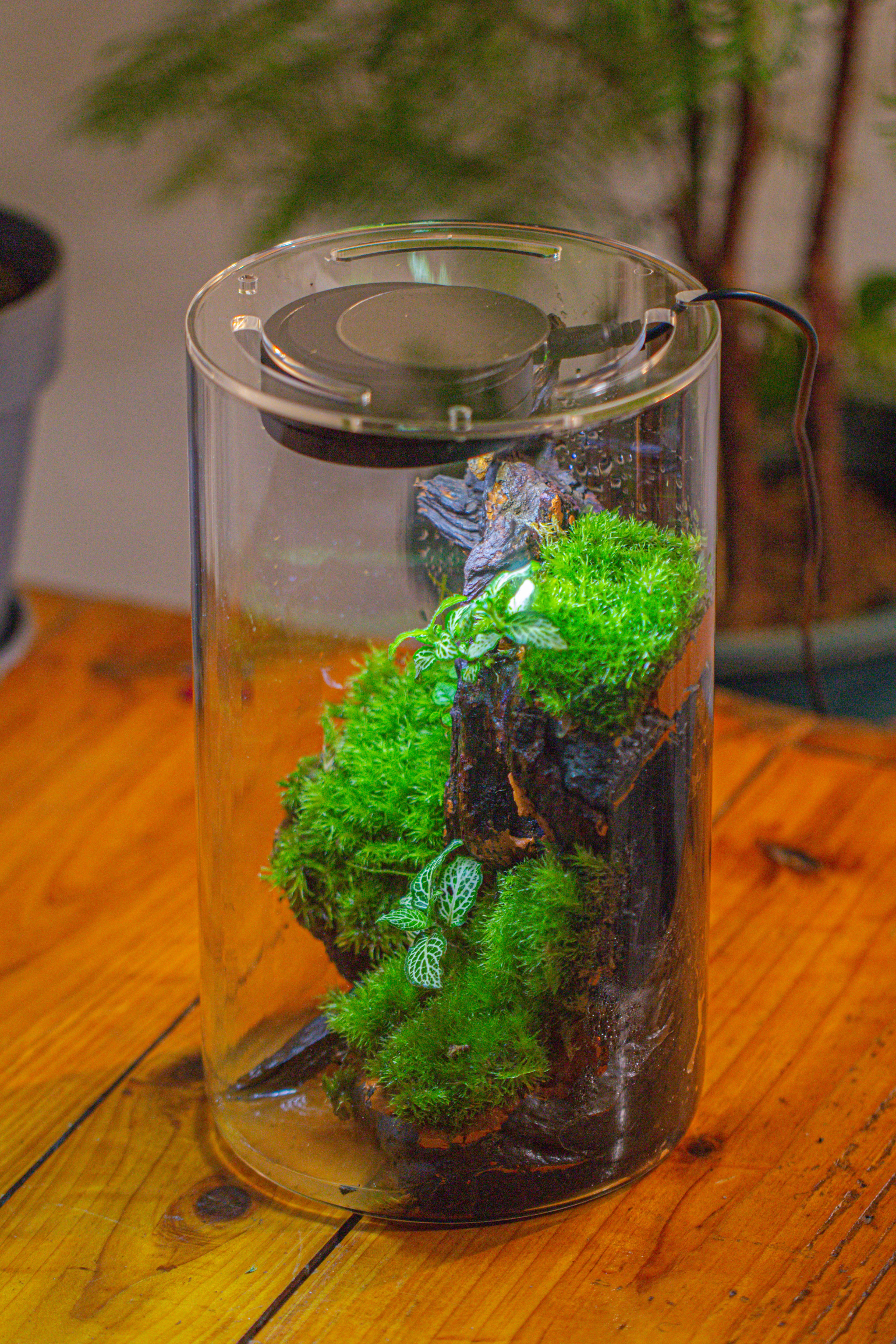 Medium Cylinder Terrarium with LED Grow Lamp, Acrylic Lid Set for Bog, Carnivorous plants -15x25cm - NCYPgarden