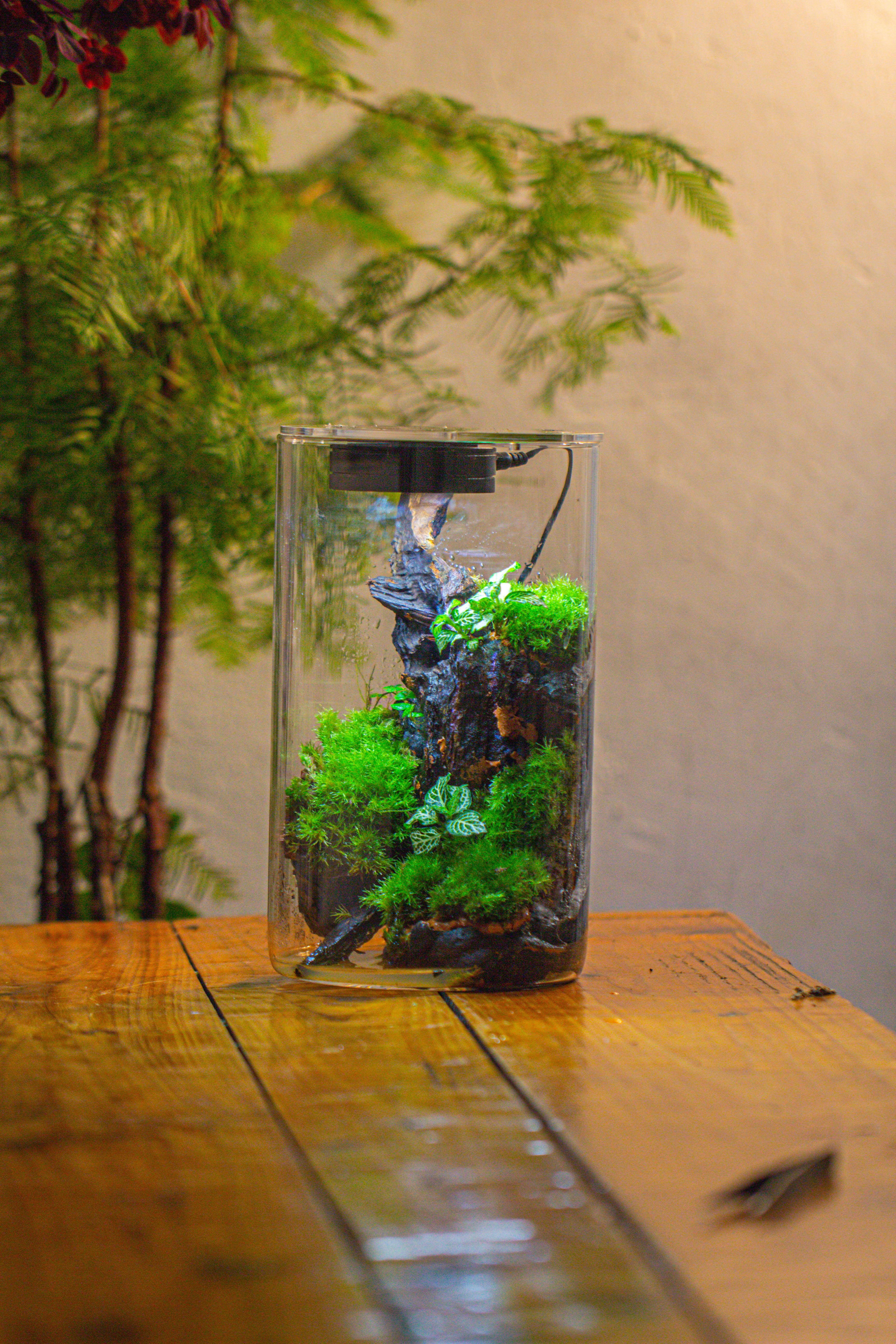 Medium Cylinder Terrarium with LED Grow Lamp, Acrylic Lid Set for Bog, Carnivorous plants -15x25cm - NCYPgarden