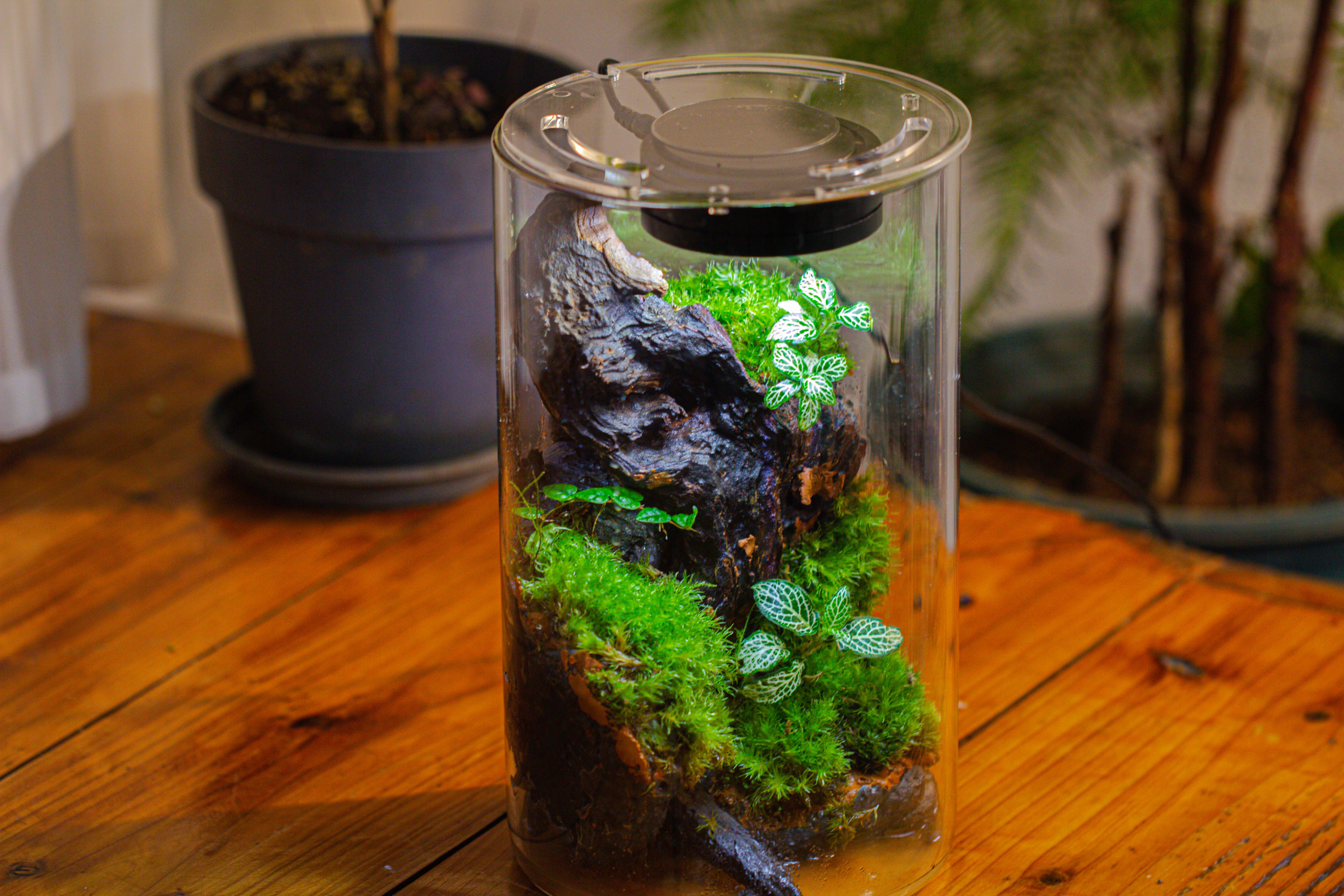 Medium Cylinder Terrarium with LED Grow Lamp, Acrylic Lid Set for Bog, Carnivorous plants -15x25cm - NCYPgarden