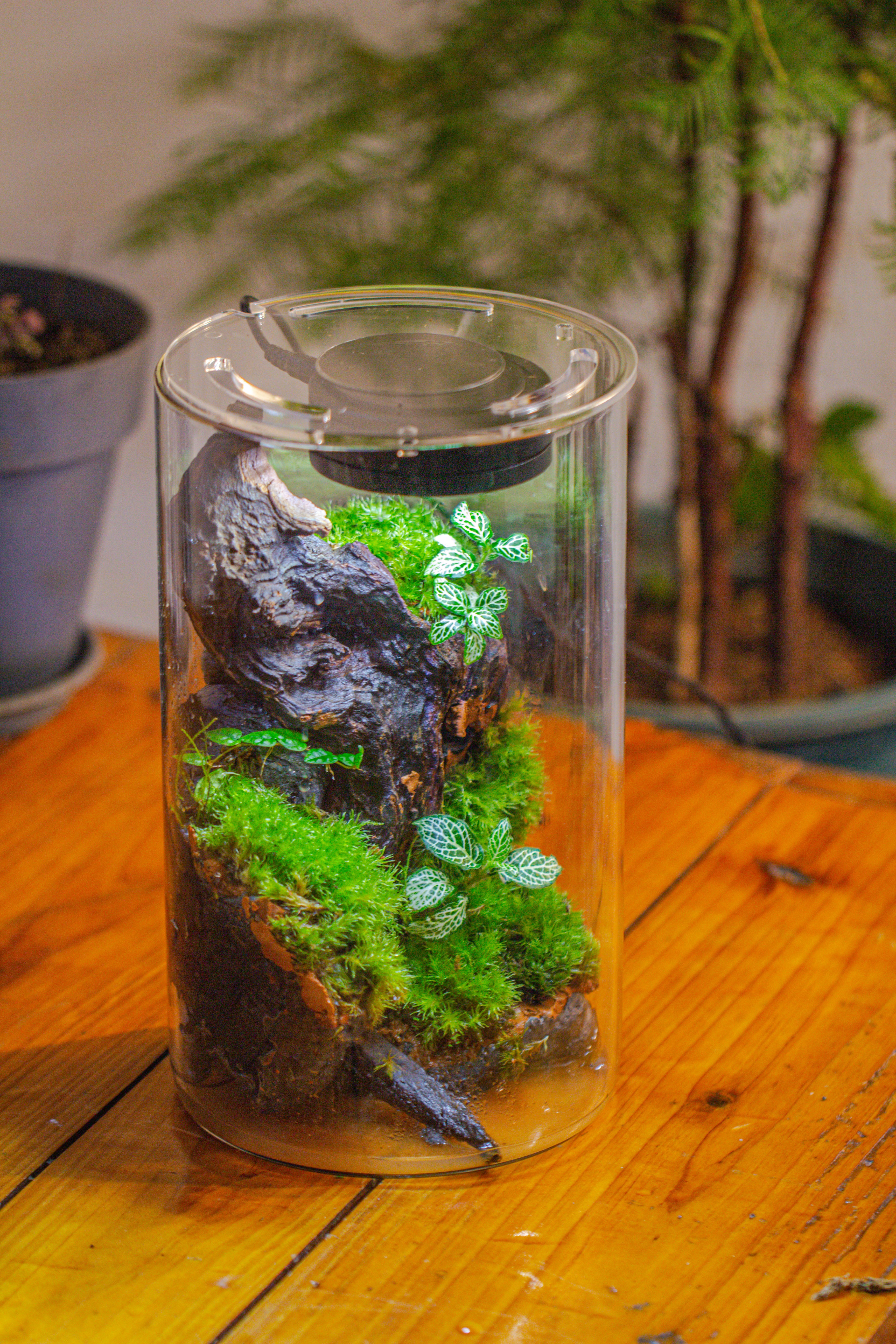 Medium Cylinder Terrarium with LED Grow Lamp, Acrylic Lid Set for Bog, Carnivorous plants -15x25cm - NCYPgarden