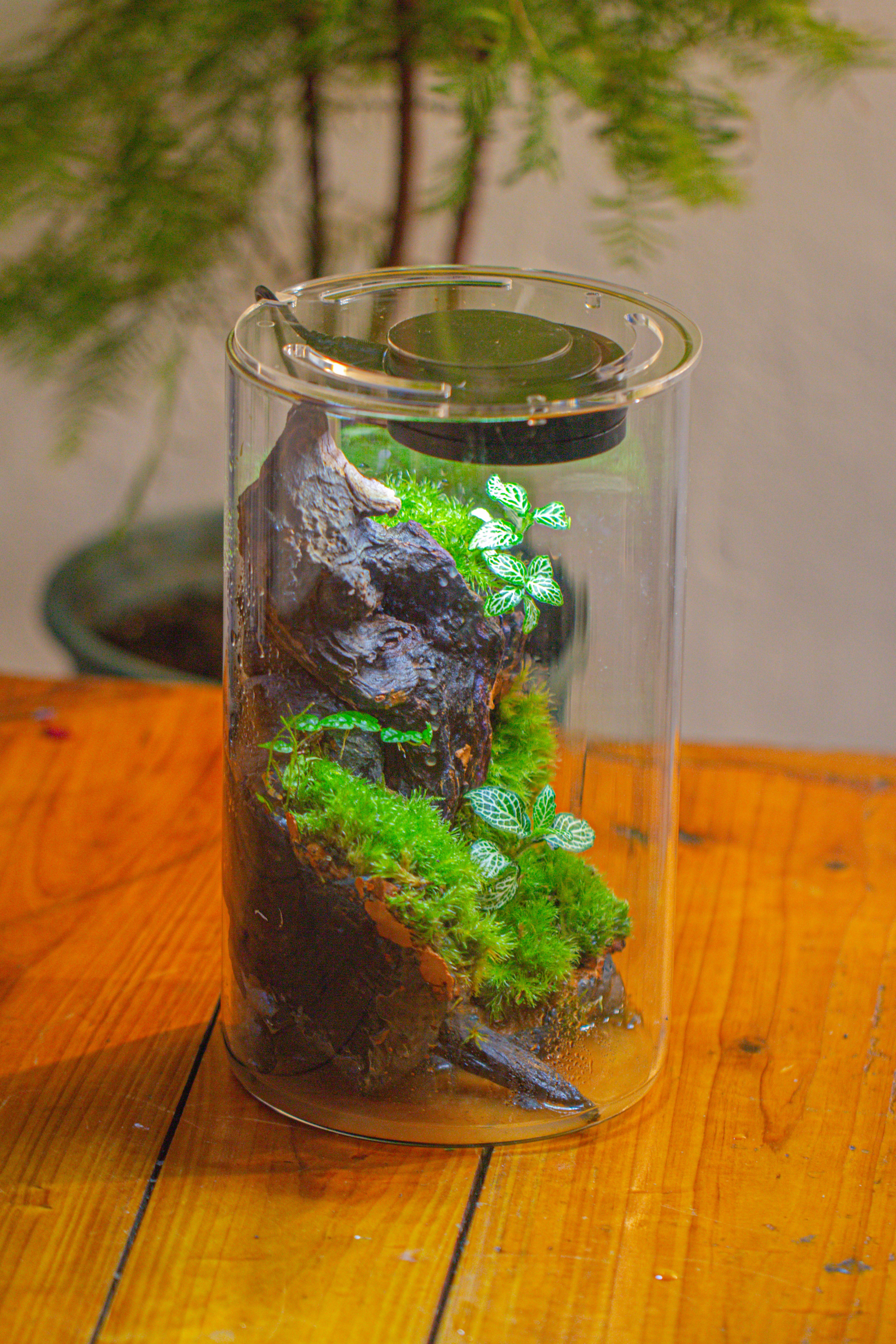 Medium Cylinder Terrarium with LED Grow Lamp, Acrylic Lid Set for Bog, Carnivorous plants -15x25cm - NCYPgarden