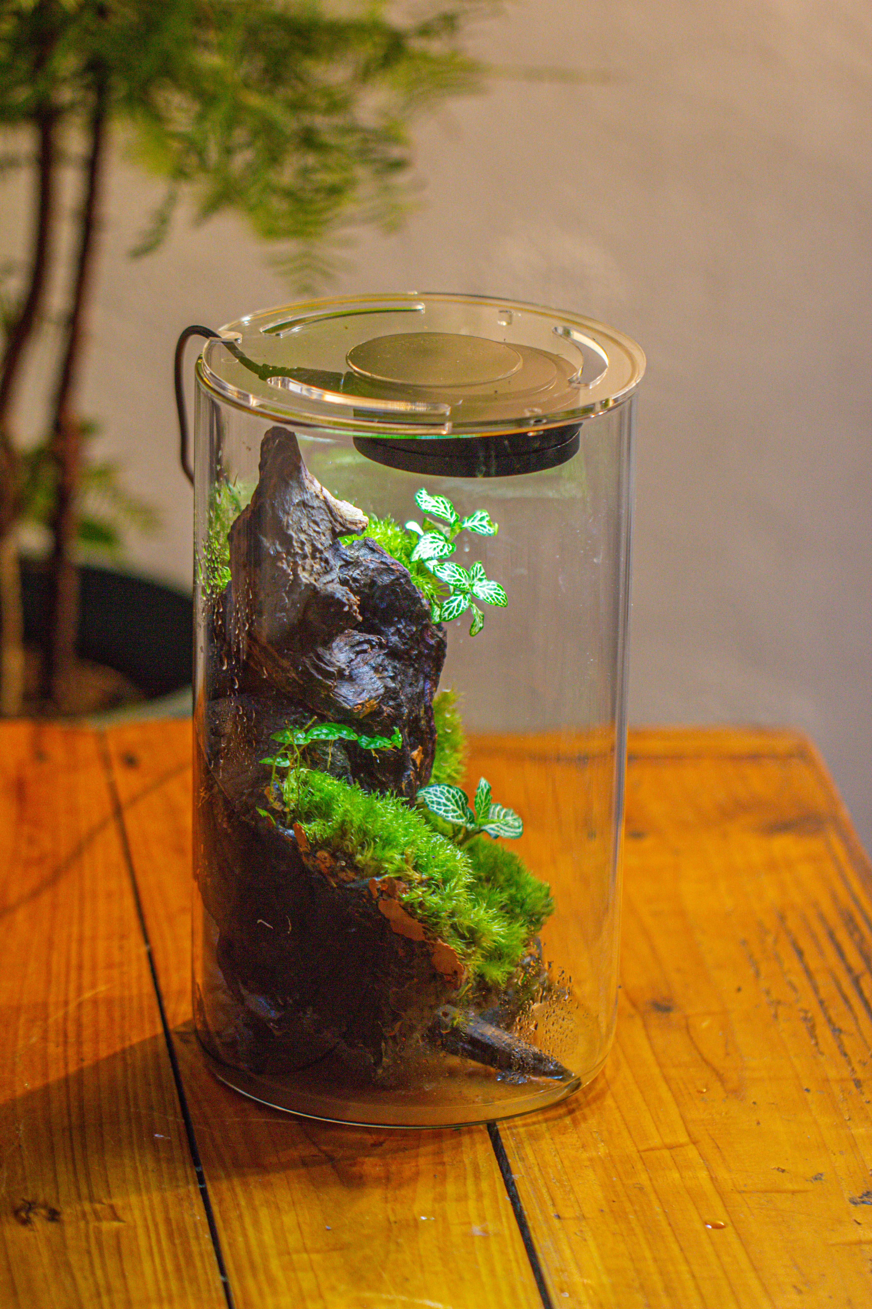 Medium Cylinder Terrarium with LED Grow Lamp, Acrylic Lid Set for Bog, Carnivorous plants -15x25cm - NCYPgarden