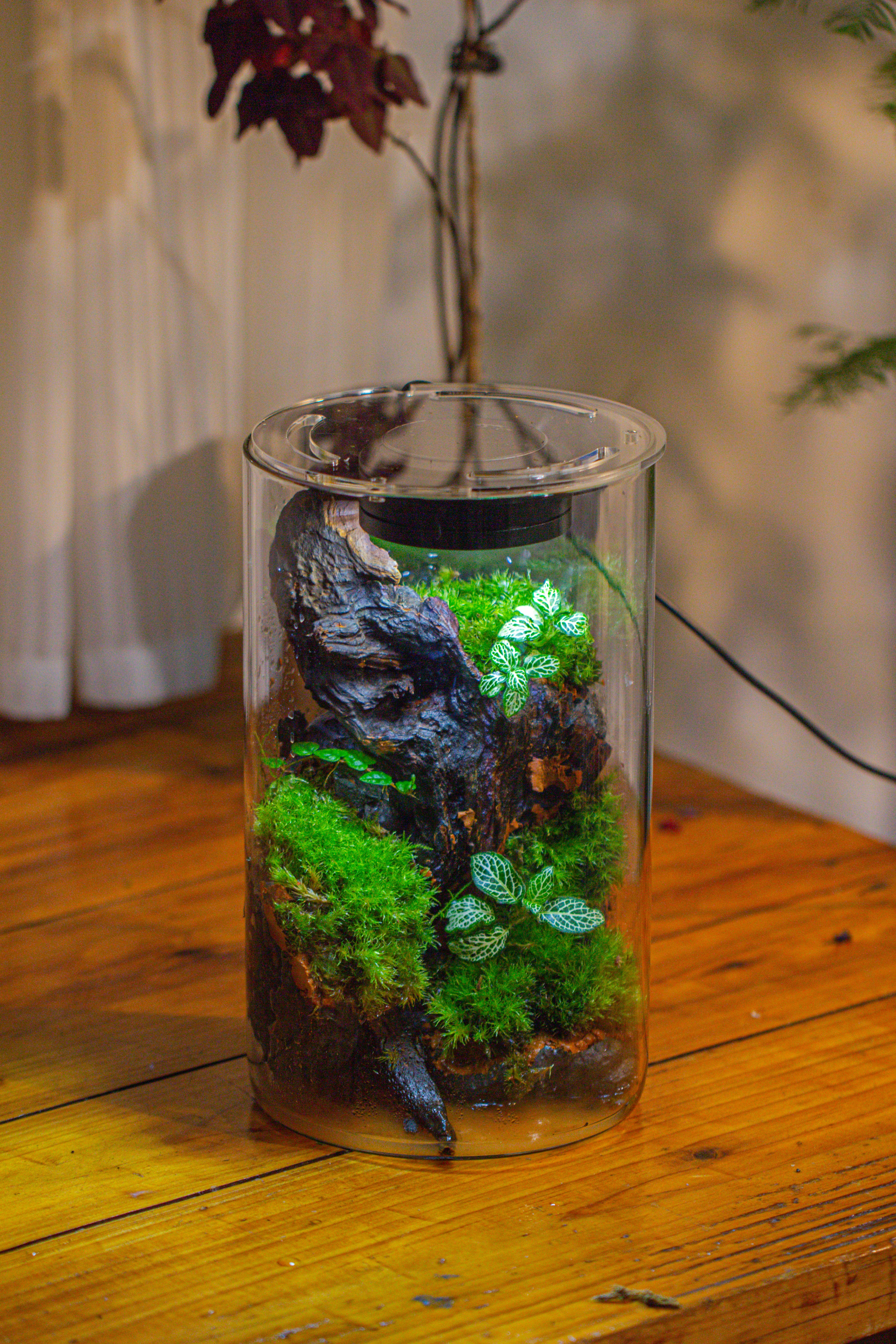 Medium Cylinder Terrarium with LED Grow Lamp, Acrylic Lid Set for Bog, Carnivorous plants -15x25cm - NCYPgarden
