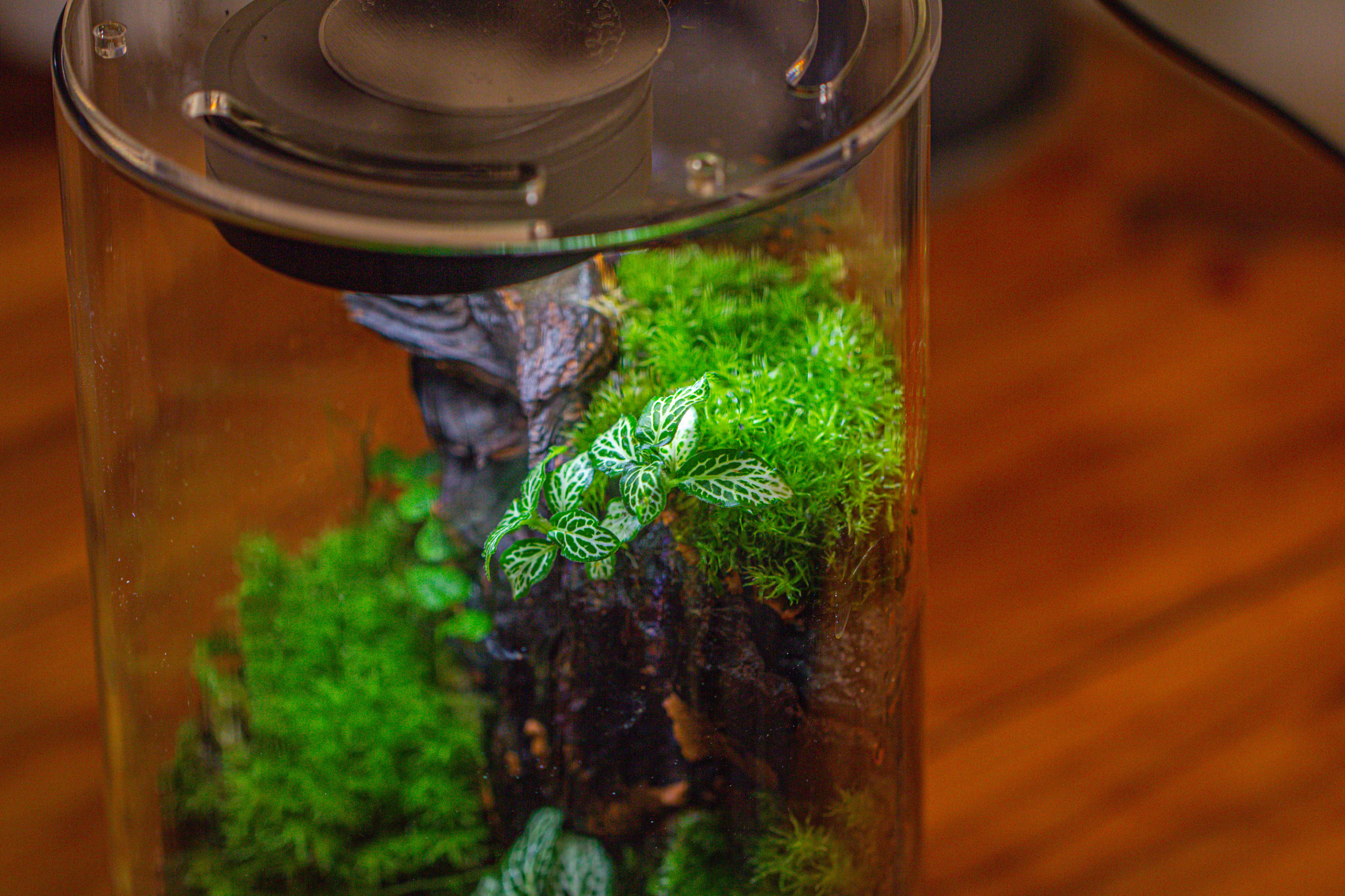 Medium Cylinder Terrarium with LED Grow Lamp, Acrylic Lid Set for Bog, Carnivorous plants -15x25cm - NCYPgarden