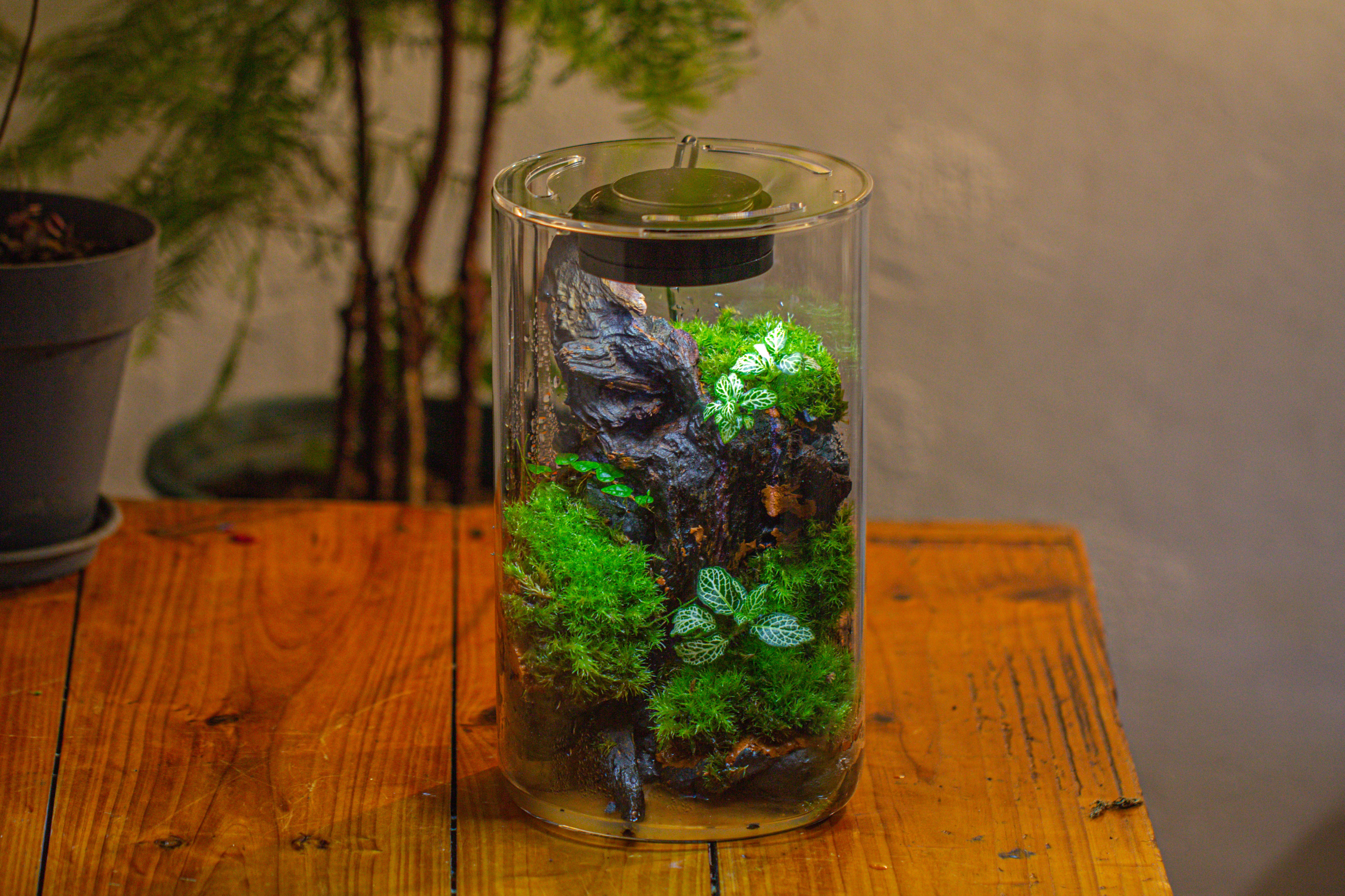 Medium Cylinder Terrarium with LED Grow Lamp, Acrylic Lid Set for Bog, Carnivorous plants -15x25cm - NCYPgarden
