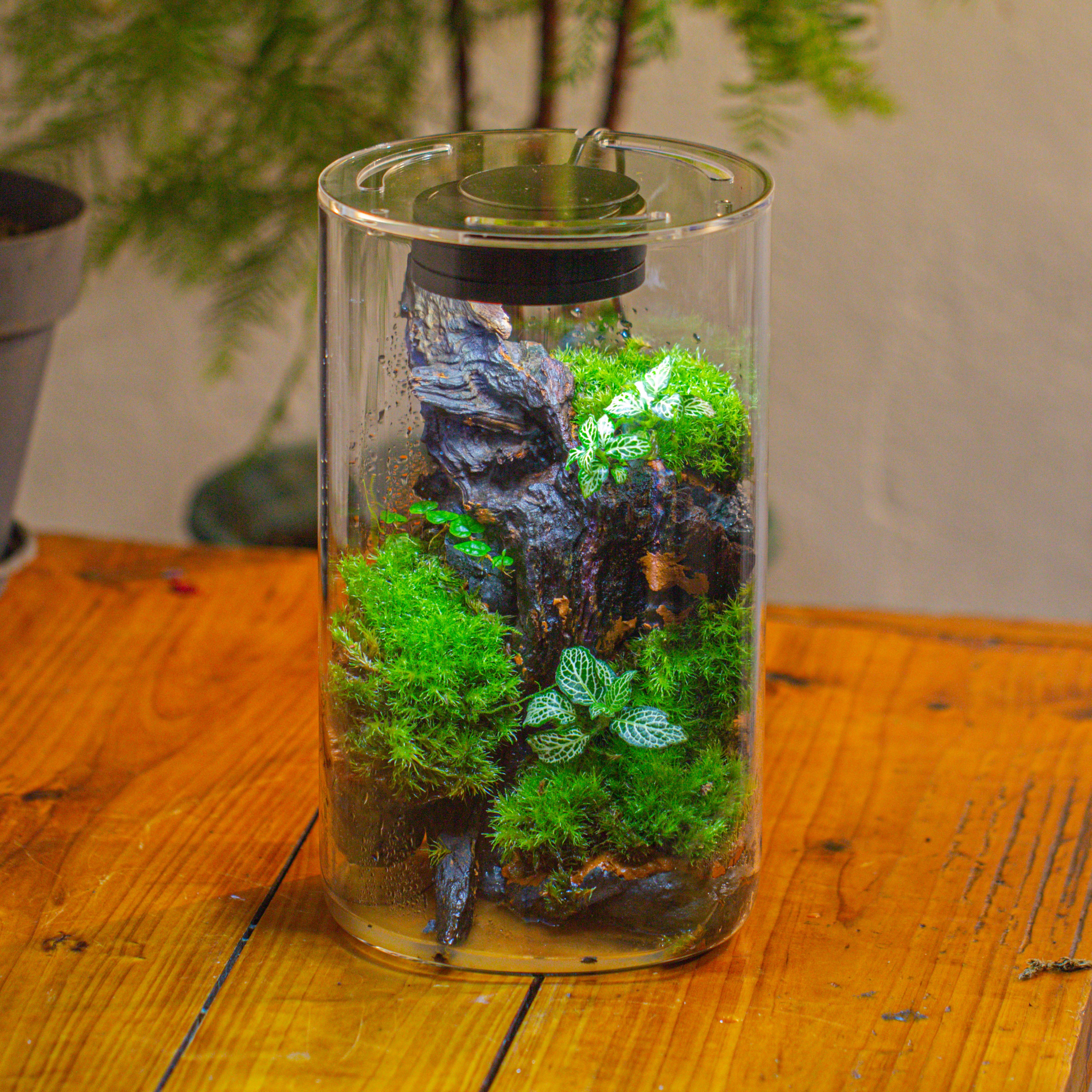 Medium Cylinder Terrarium with LED Grow Lamp, Acrylic Lid Set for Bog, Carnivorous plants -15x25cm - NCYPgarden