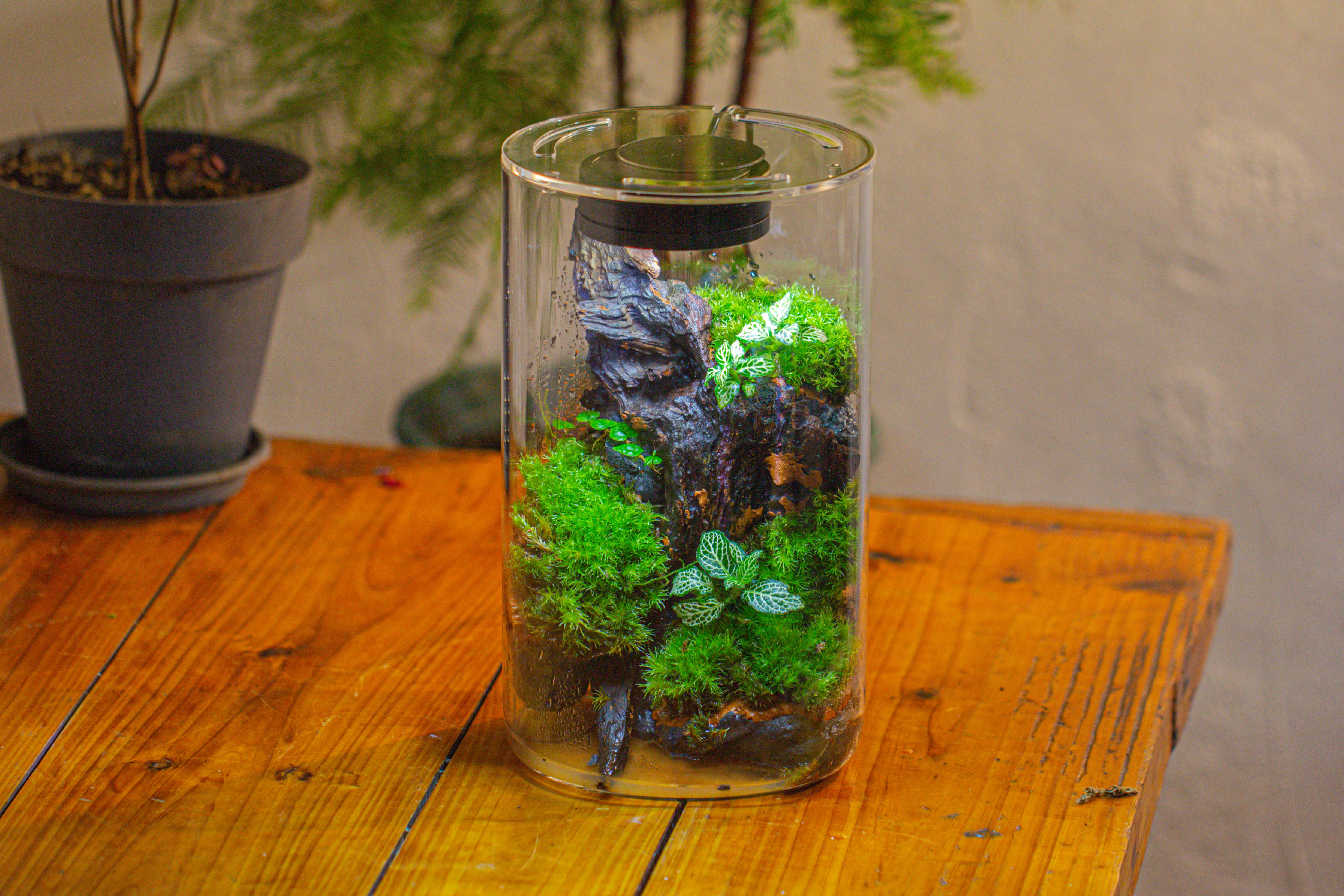 Medium Cylinder Terrarium with LED Grow Lamp, Acrylic Lid Set for Bog, Carnivorous plants -15x25cm - NCYPgarden