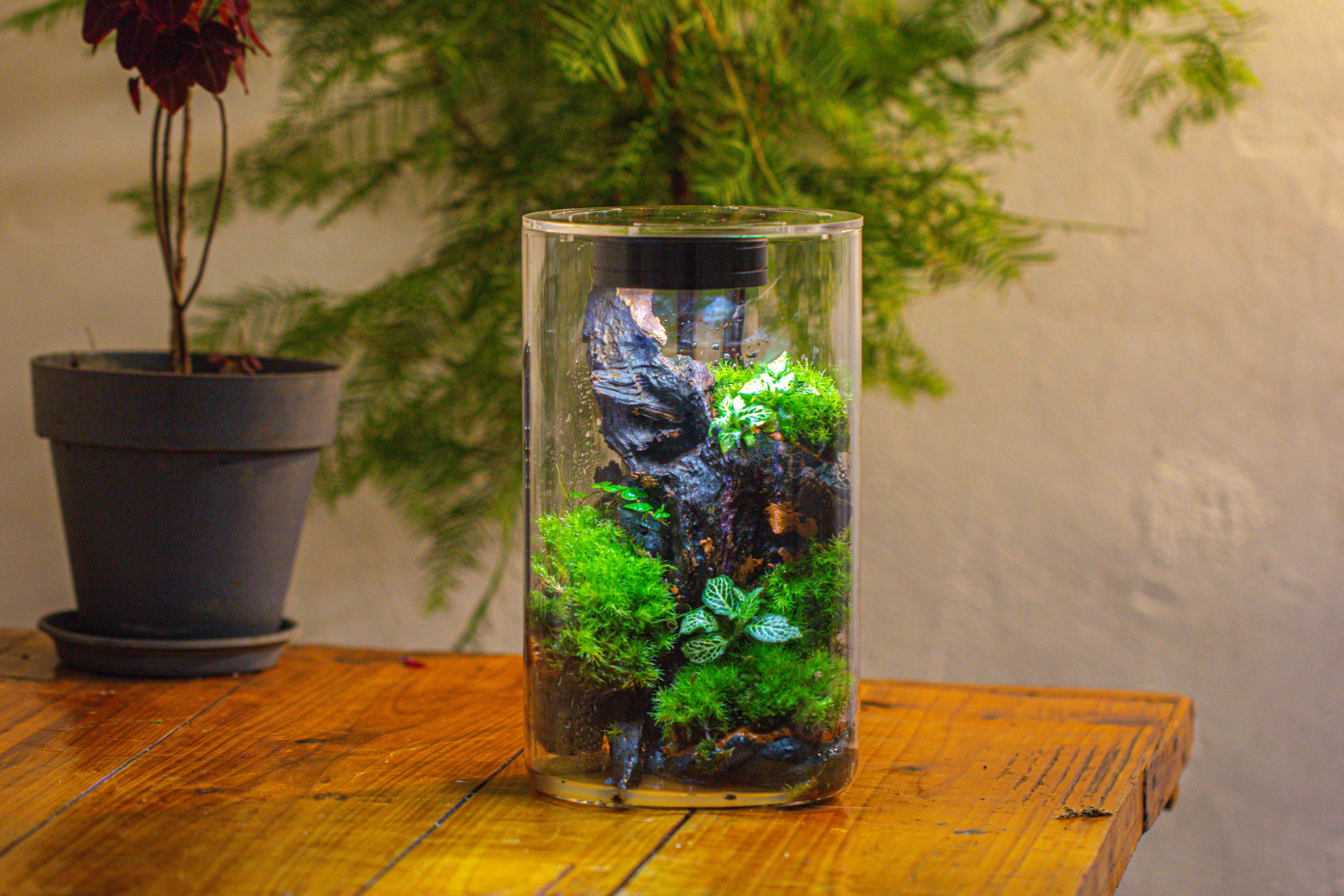 Medium Cylinder Terrarium with LED Grow Lamp, Acrylic Lid Set for Bog, Carnivorous plants -15x25cm - NCYPgarden