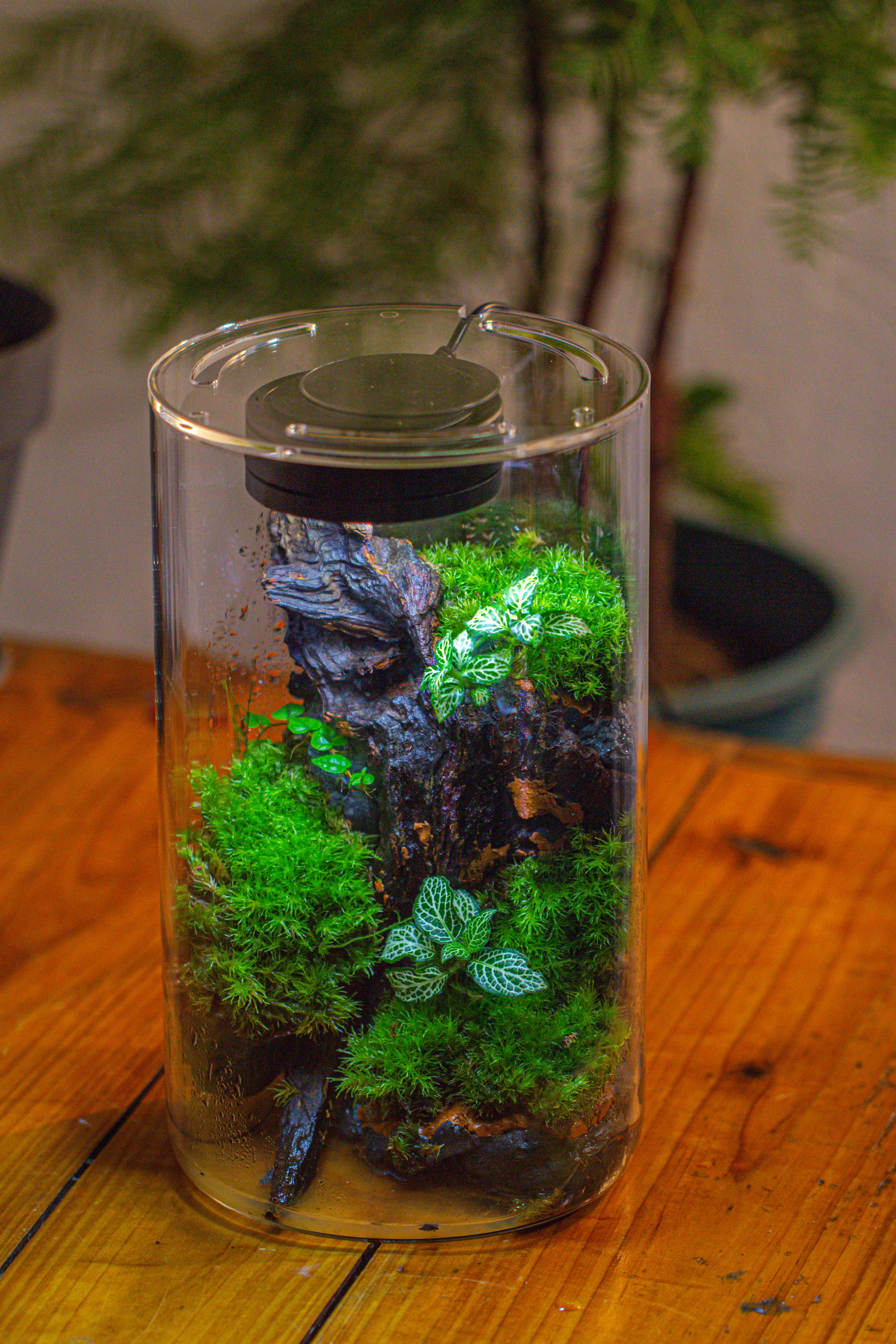 Medium Cylinder Terrarium with LED Grow Lamp, Acrylic Lid Set for Bog, Carnivorous plants -15x25cm - NCYPgarden