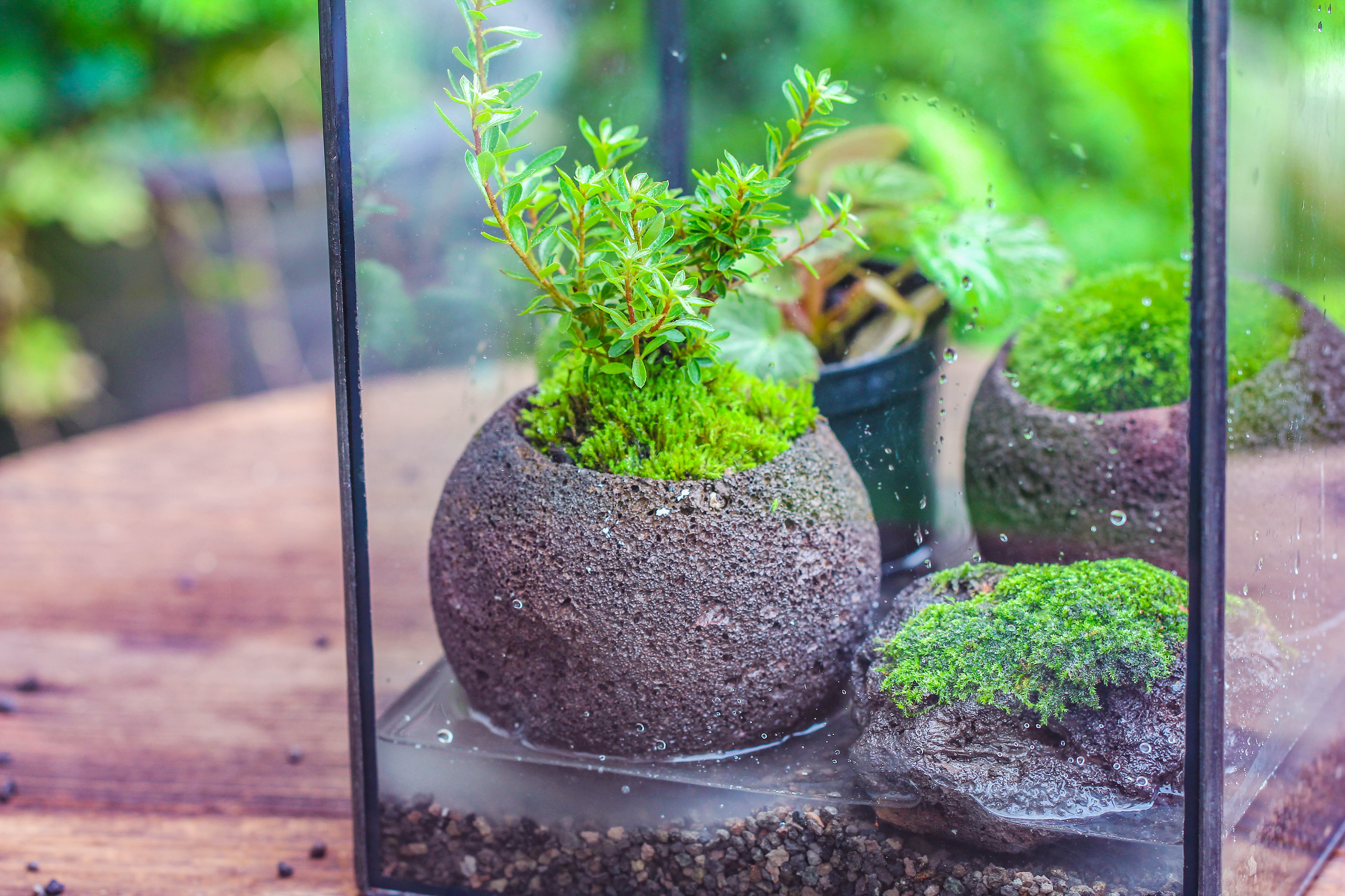 NCYP Watertight Open Geometric Glass Tin Terrarium, for small waterpond, Bog, moss landscape, Water pond, Carnivorous Plants - NCYPgarden