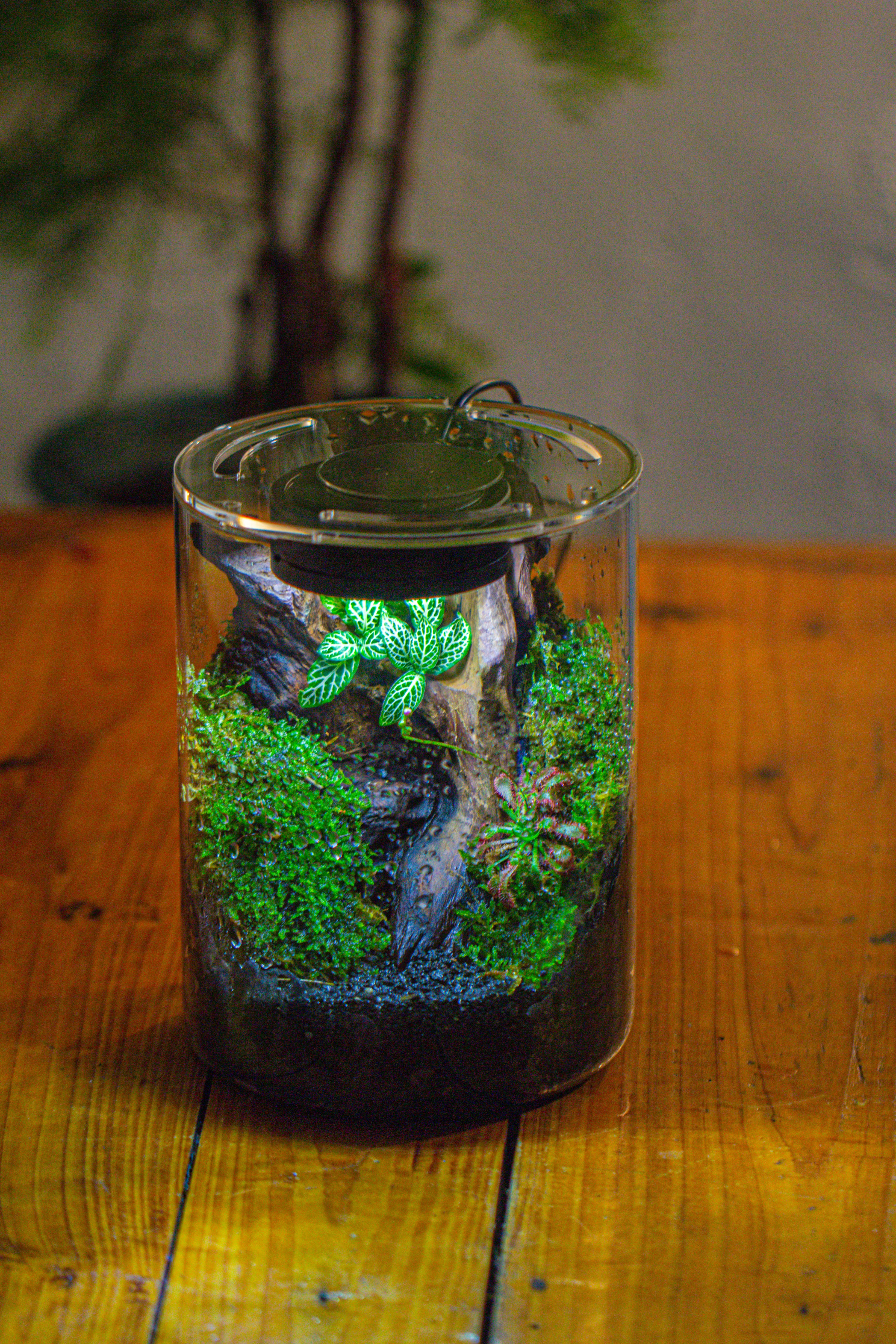 Small Cylinder Terrarium with LED Grow Lamp, Acrylic Lid Set for Bog, Carnivorous plants-15x20cm - NCYPgarden