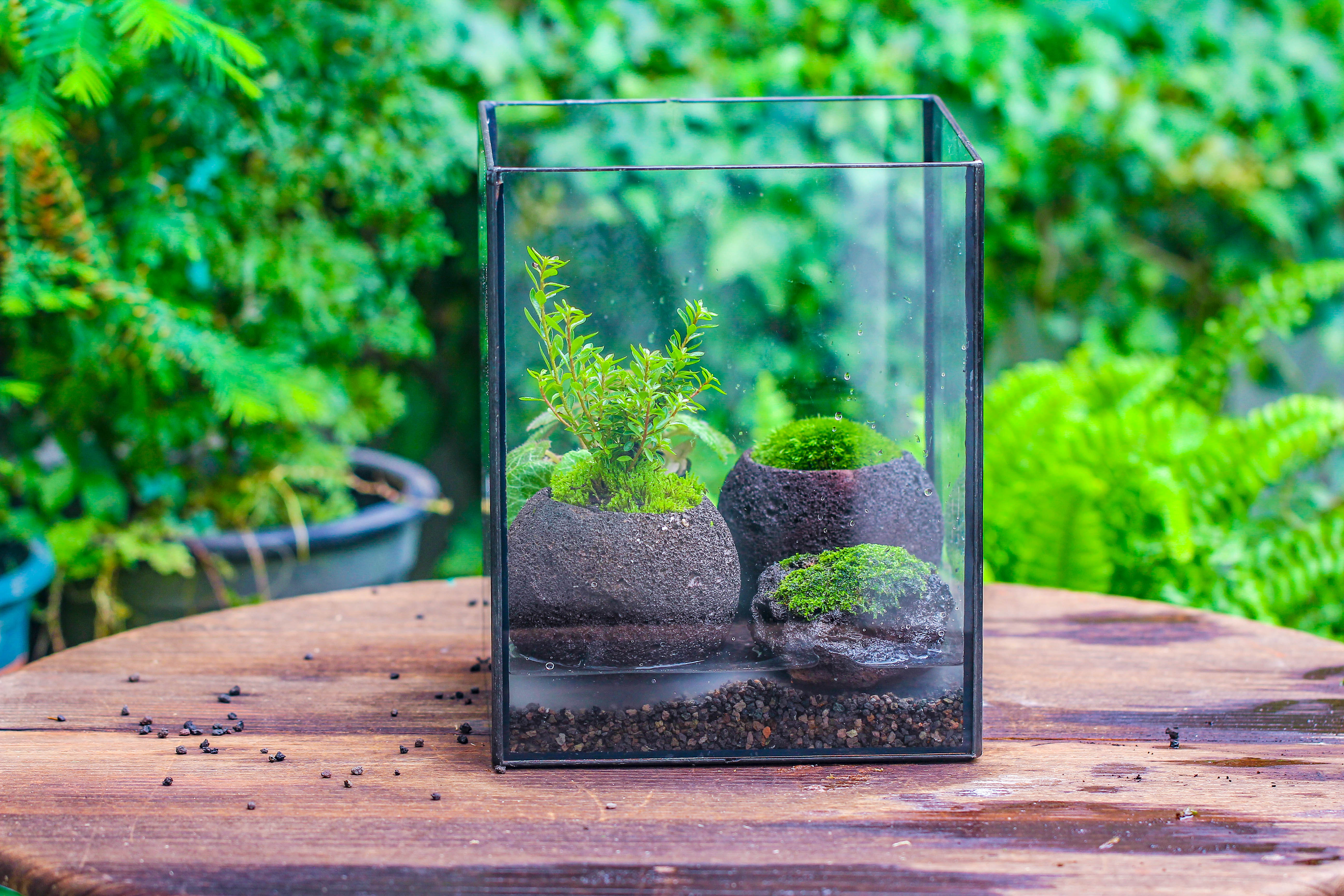 NCYP Watertight Open Geometric Glass Tin Terrarium, for small waterpond, Bog, moss landscape, Water pond, Carnivorous Plants - NCYPgarden