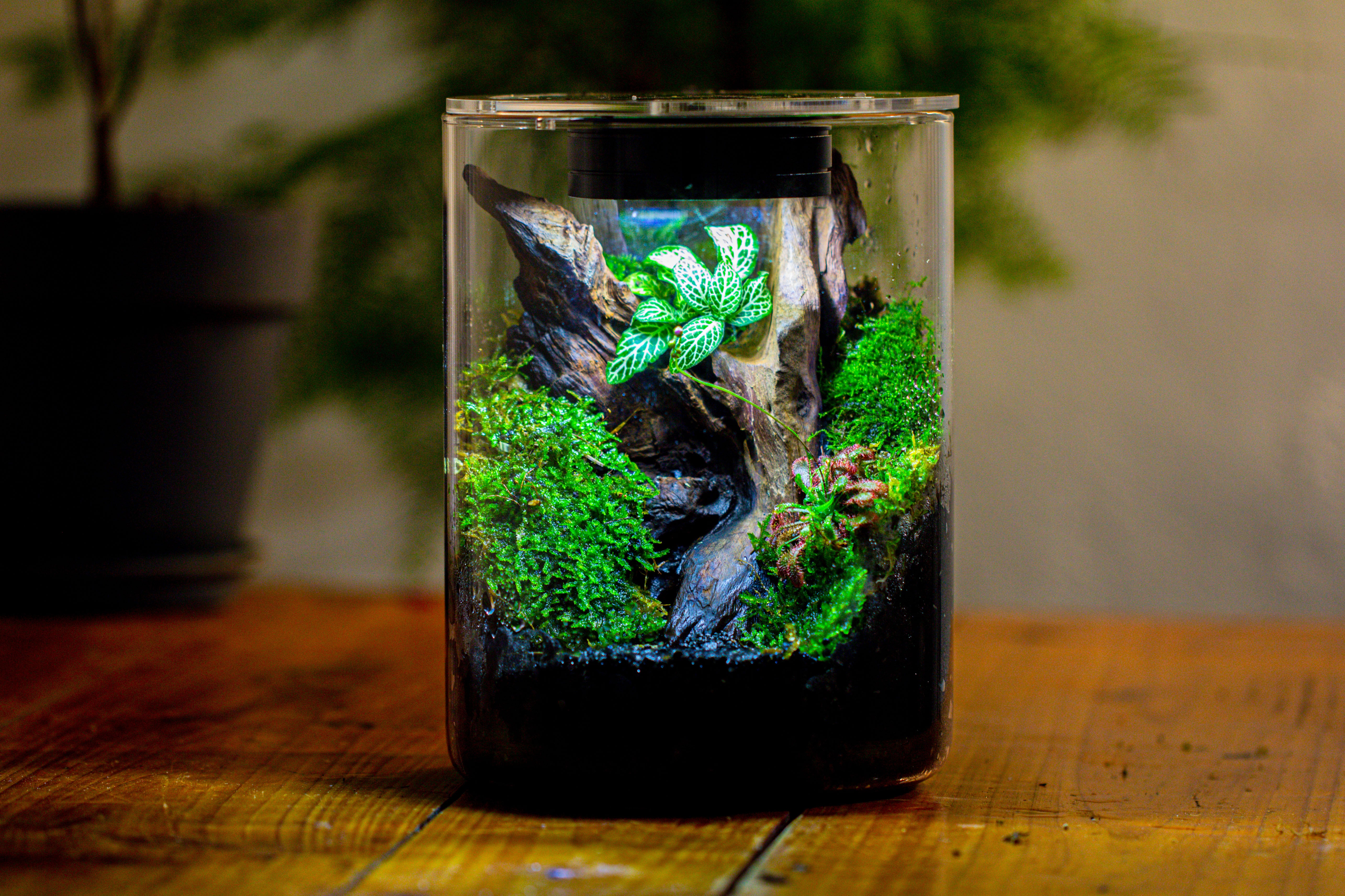 Small Cylinder Terrarium with LED Grow Lamp, Acrylic Lid Set for Bog, Carnivorous plants-15x20cm - NCYPgarden