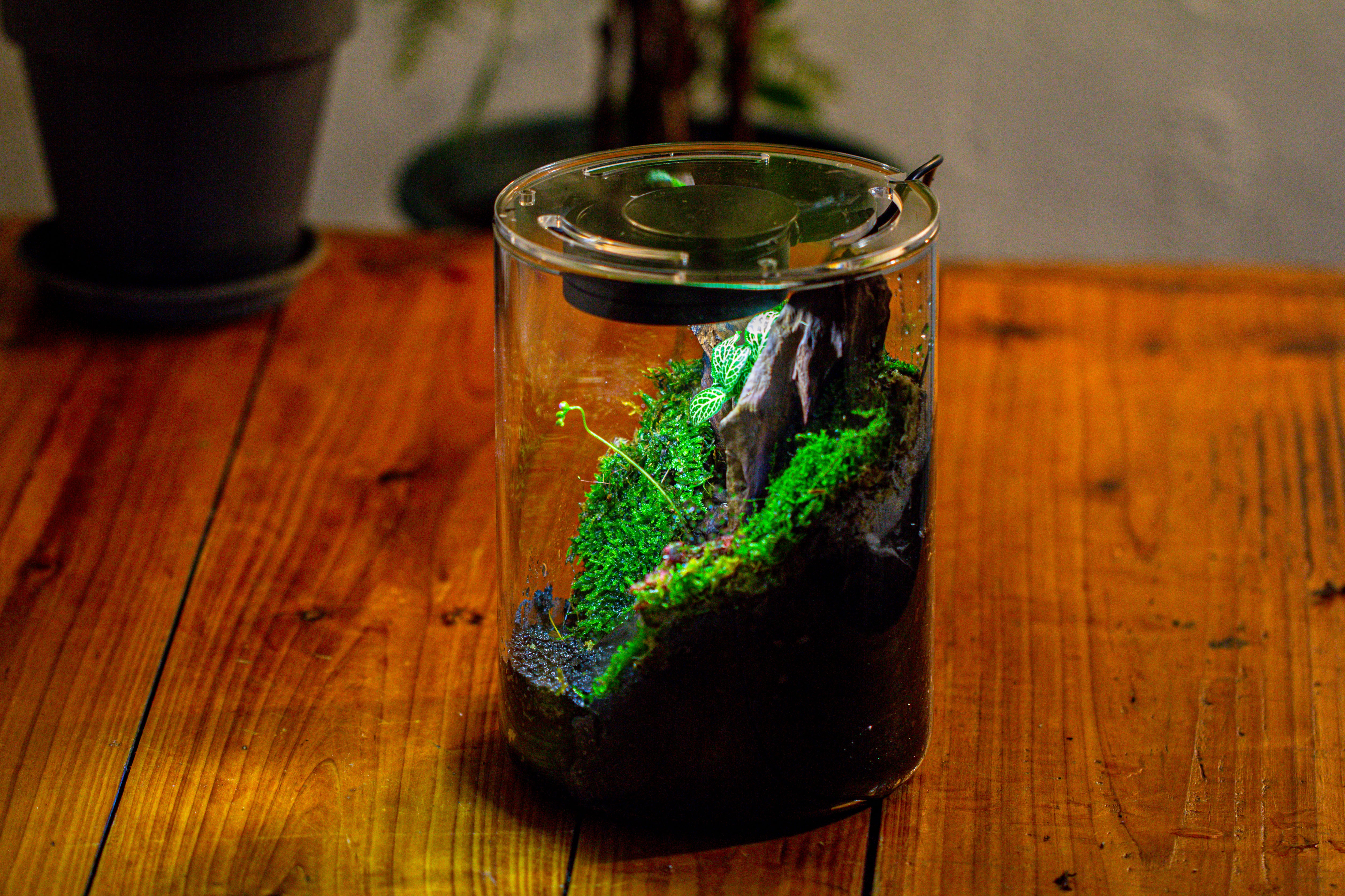 Small Cylinder Terrarium with LED Grow Lamp, Acrylic Lid Set for Bog, Carnivorous plants-15x20cm - NCYPgarden