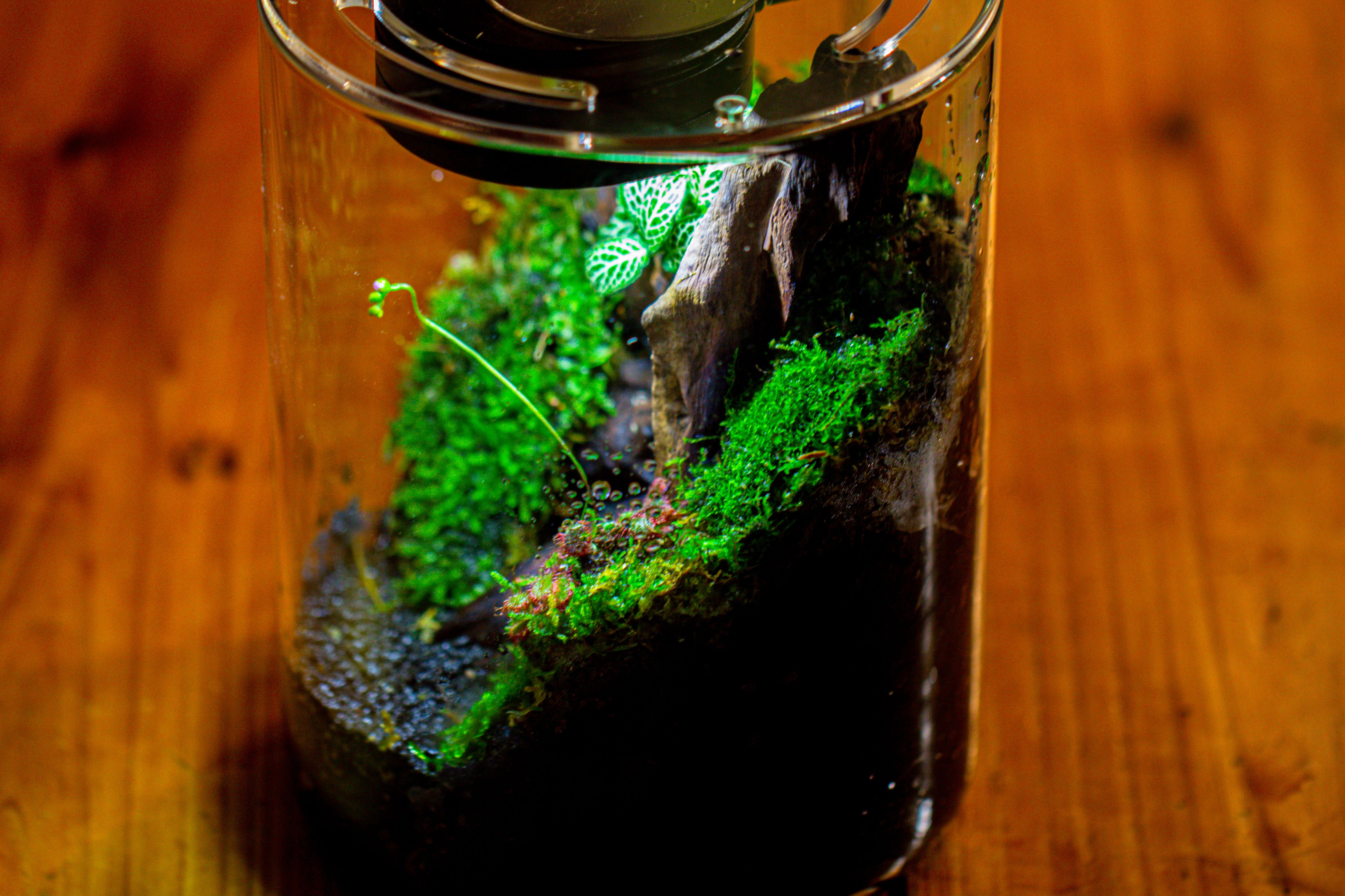 Small Cylinder Terrarium with LED Grow Lamp, Acrylic Lid Set for Bog, Carnivorous plants-15x20cm - NCYPgarden