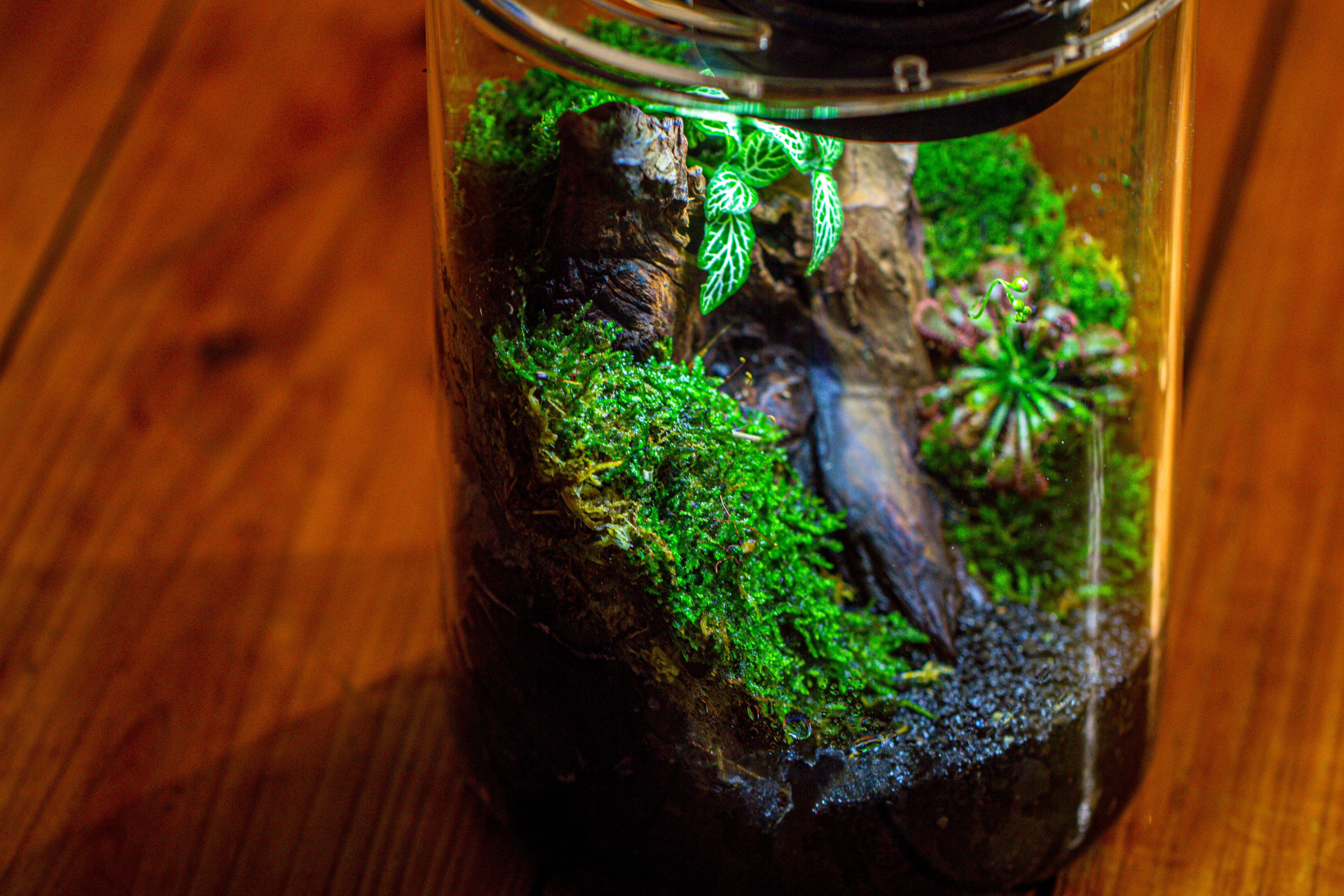 Small Cylinder Terrarium with LED Grow Lamp, Acrylic Lid Set for Bog, Carnivorous plants-15x20cm - NCYPgarden