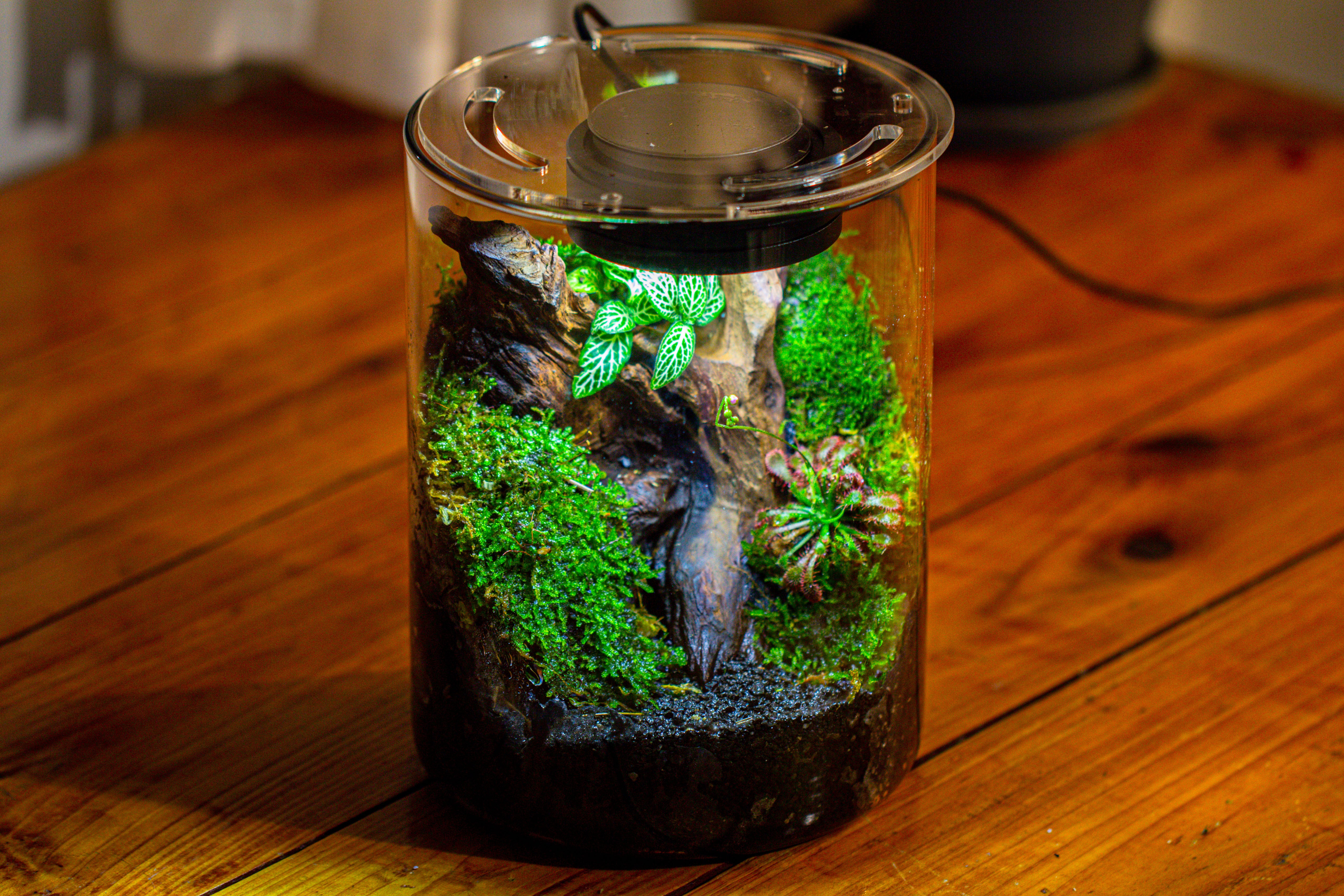 Small Cylinder Terrarium with LED Grow Lamp, Acrylic Lid Set for Bog, Carnivorous plants-15x20cm - NCYPgarden
