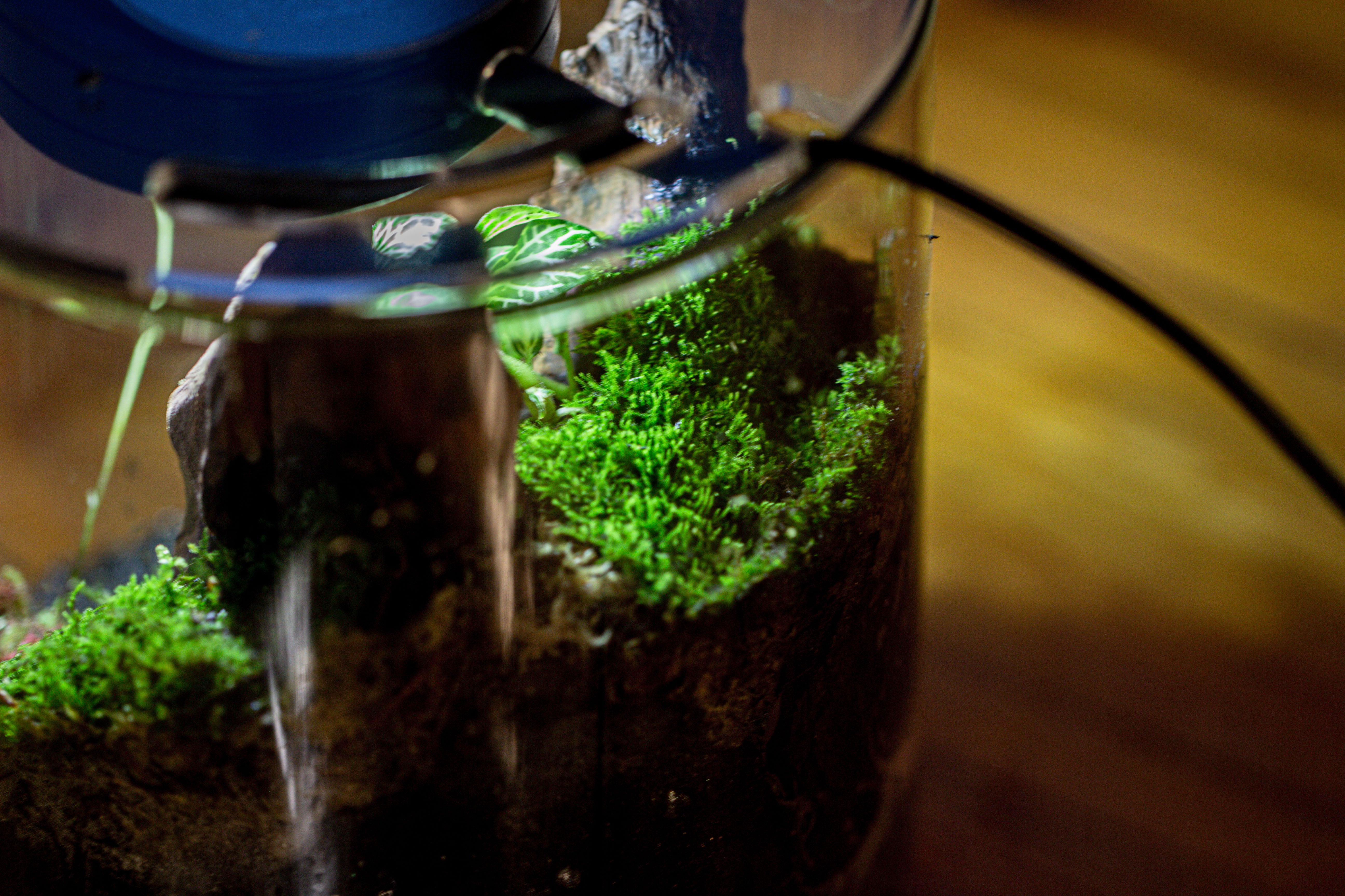 Small Cylinder Terrarium with LED Grow Lamp, Acrylic Lid Set for Bog, Carnivorous plants-15x20cm - NCYPgarden