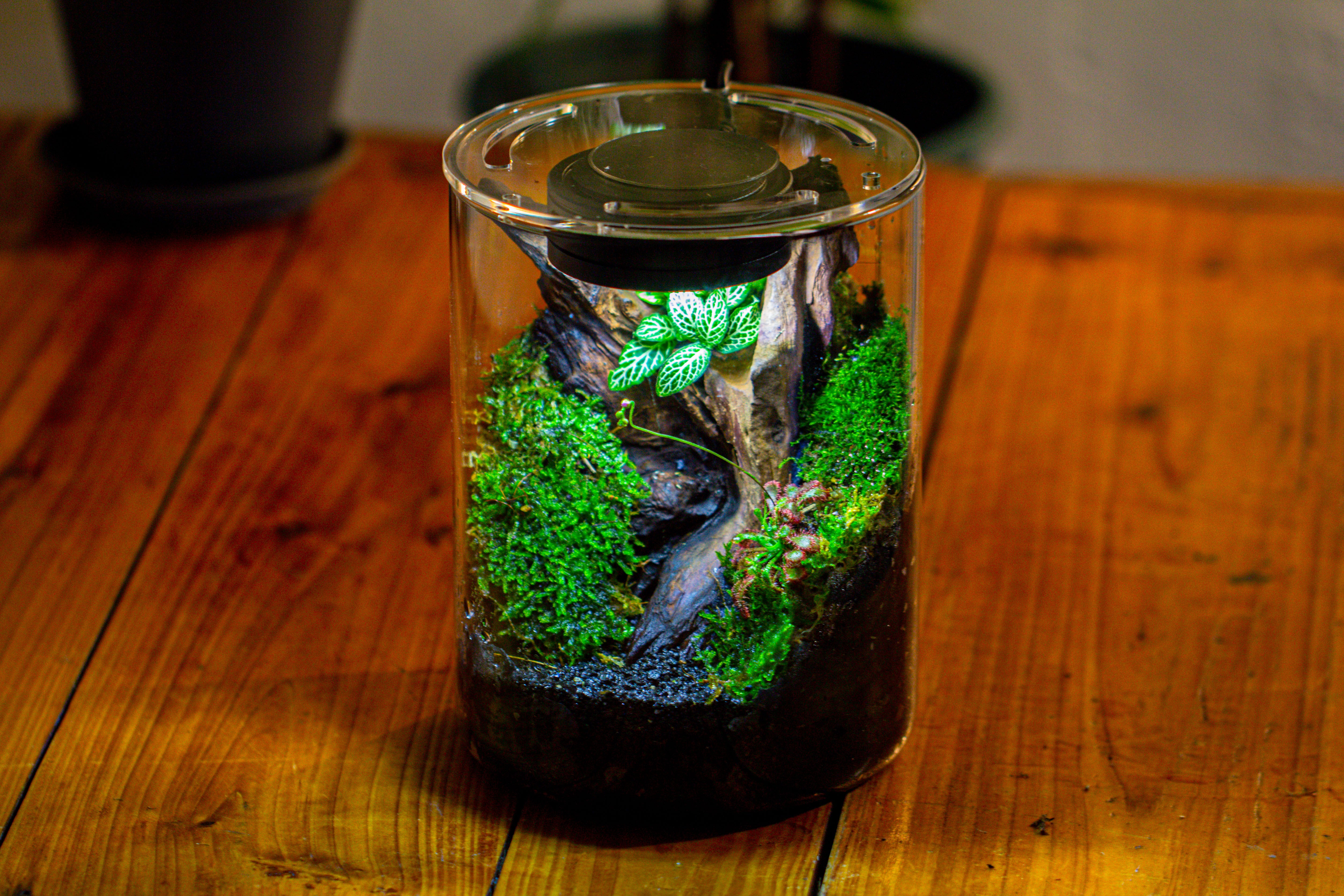 Small Cylinder Terrarium with LED Grow Lamp, Acrylic Lid Set for Bog, Carnivorous plants-15x20cm - NCYPgarden