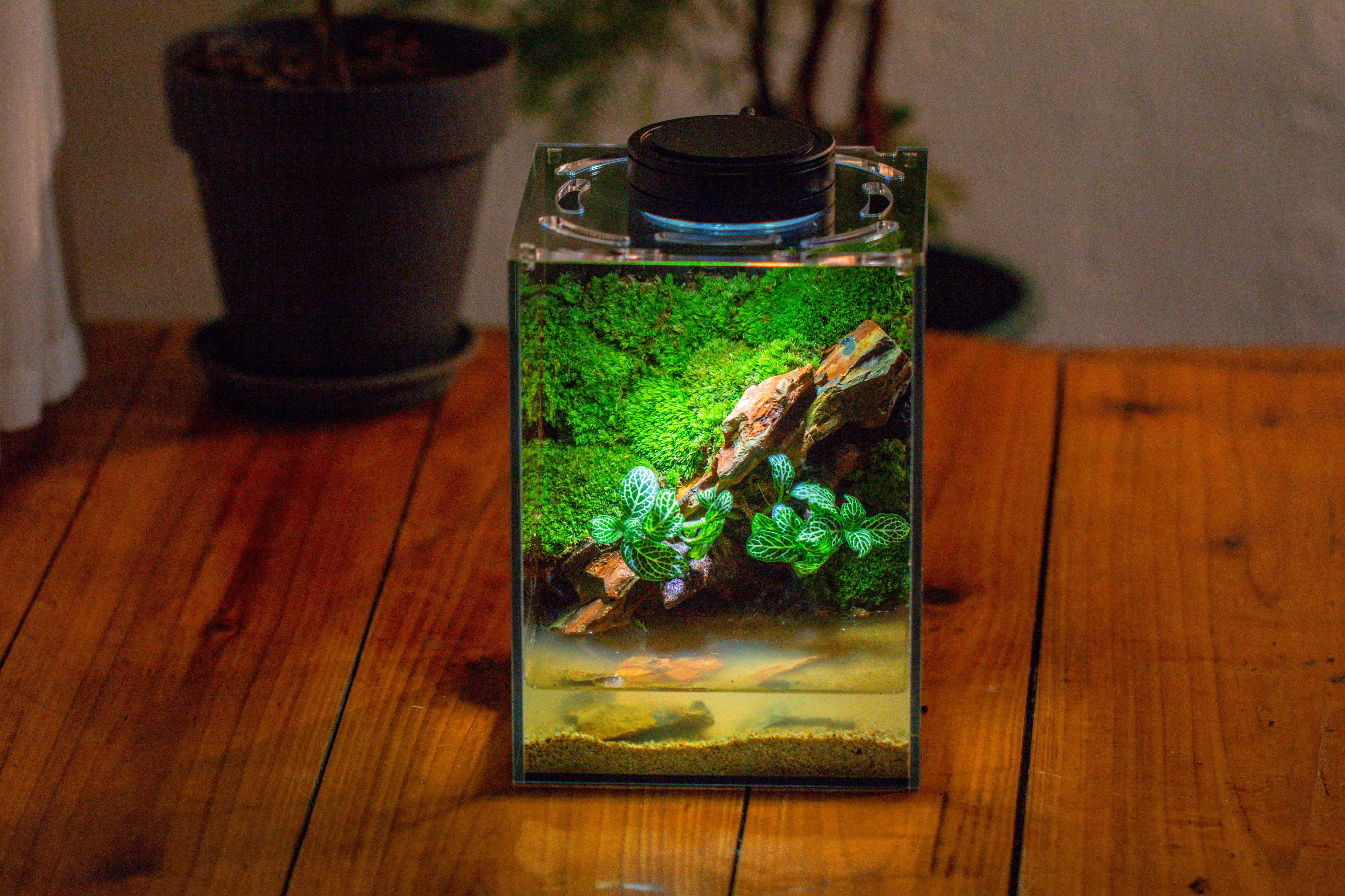 Watertight Glass Terrarium with LED Grow Light, Acrylic Lid for Moss Wall, vertical planting -15x15x20cm / 5.9x5.9x7.8 - NCYPgarden