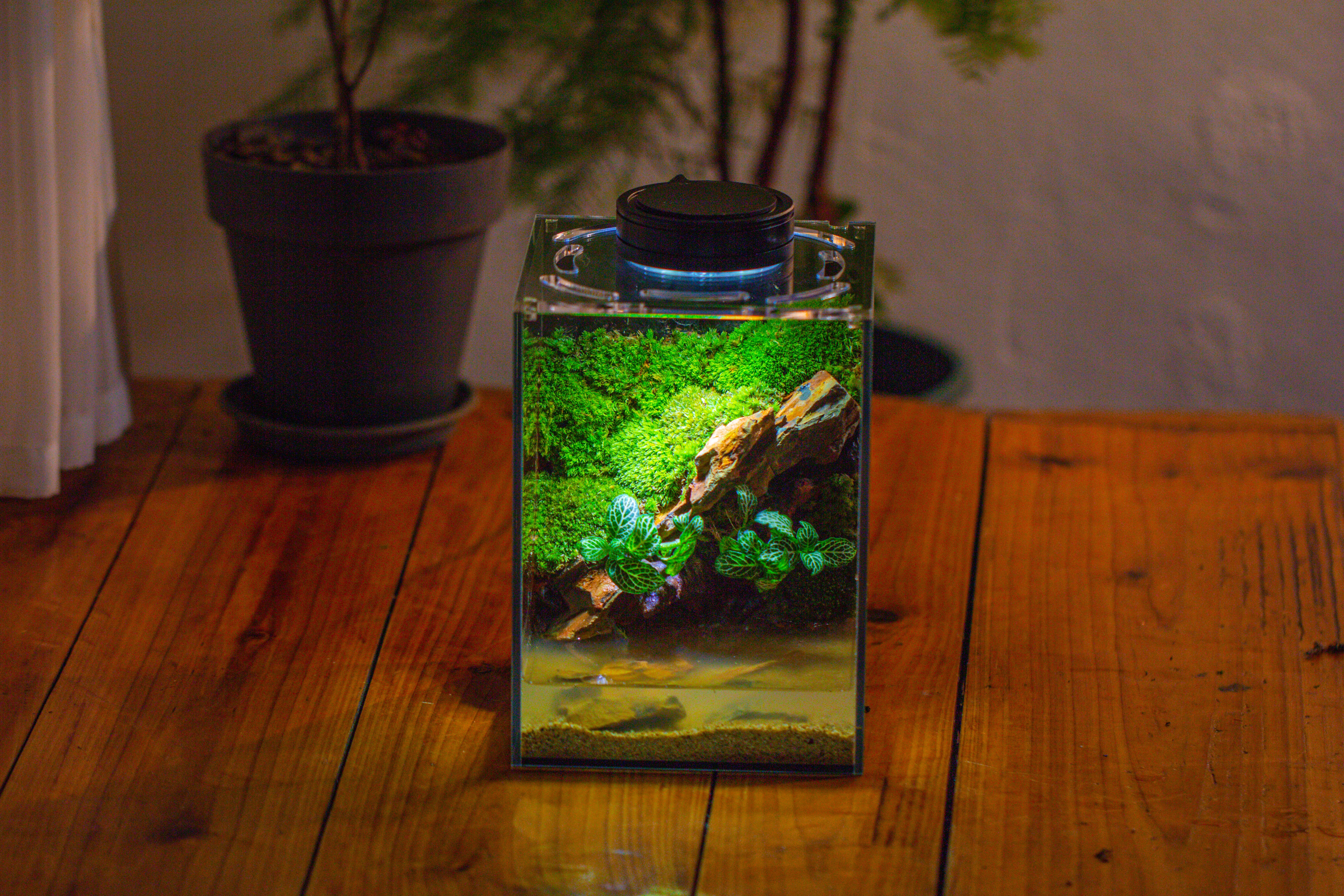 Watertight Glass Terrarium with LED Grow Light, Acrylic Lid for Moss Wall, vertical planting -15x15x20cm / 5.9x5.9x7.8 - NCYPgarden