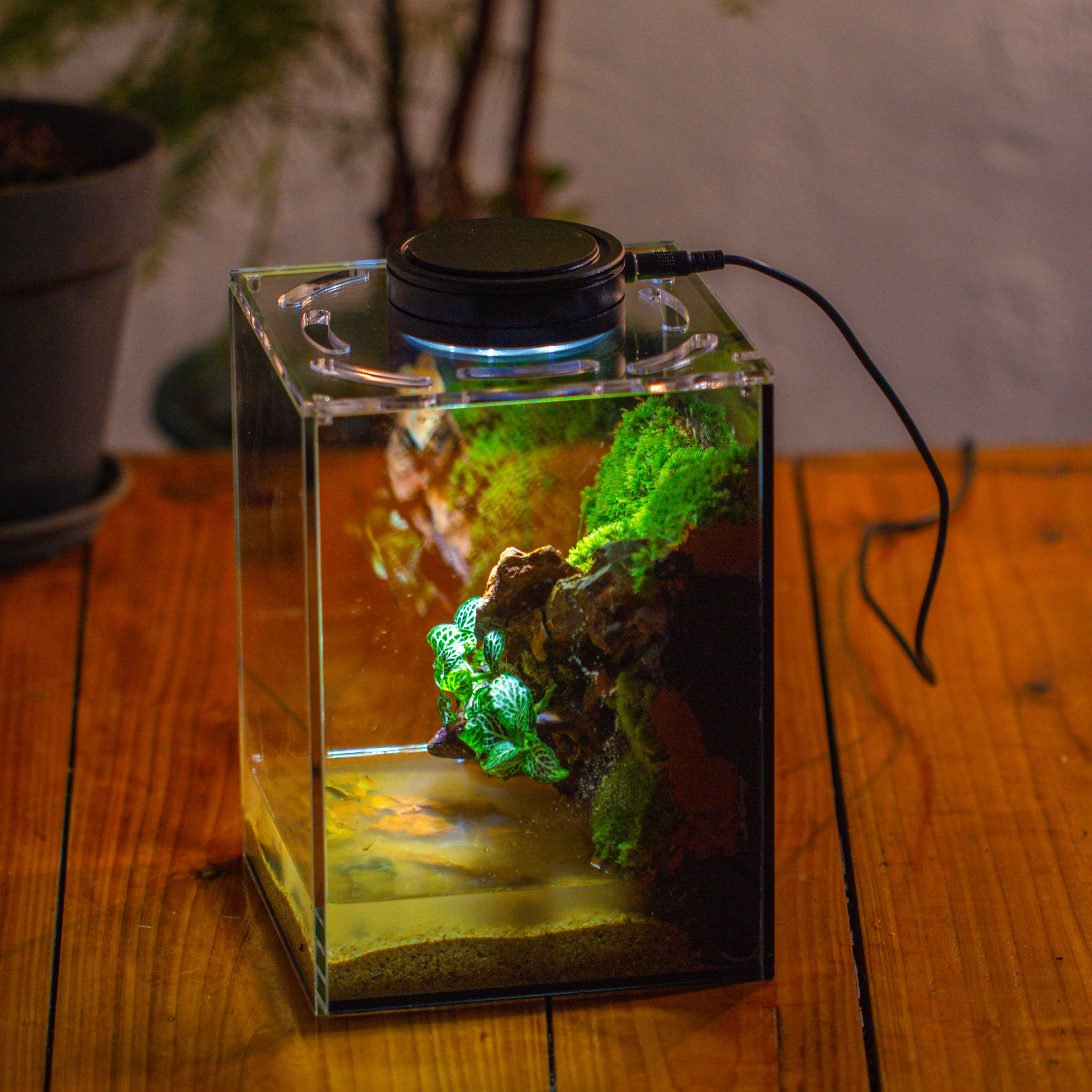 Watertight Glass Terrarium with LED Grow Light, Acrylic Lid for Moss Wall, vertical planting -15x15x20cm / 5.9x5.9x7.8 - NCYPgarden