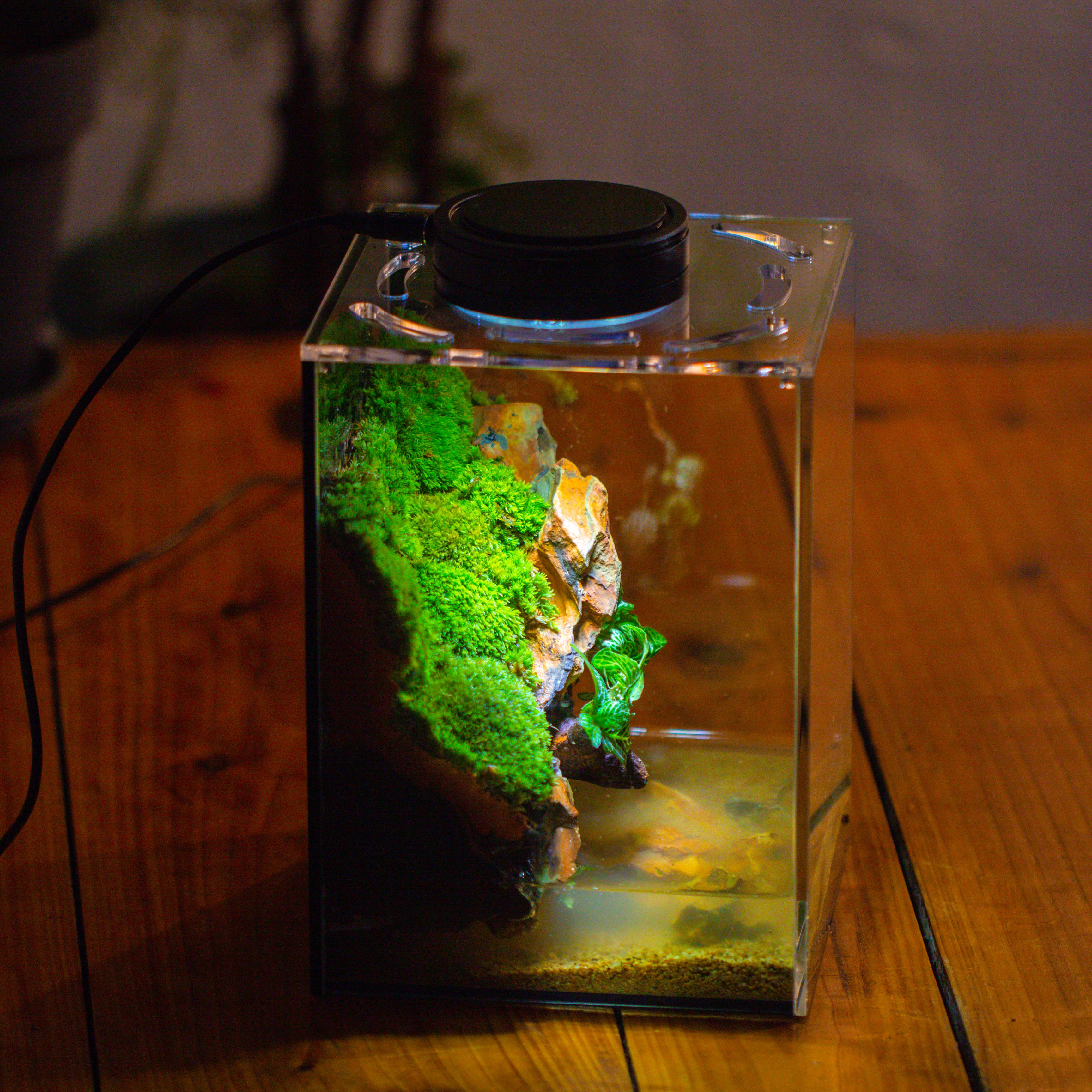 Watertight Glass Terrarium with LED Grow Light, Acrylic Lid for Moss Wall, vertical planting -15x15x20cm / 5.9x5.9x7.8 - NCYPgarden