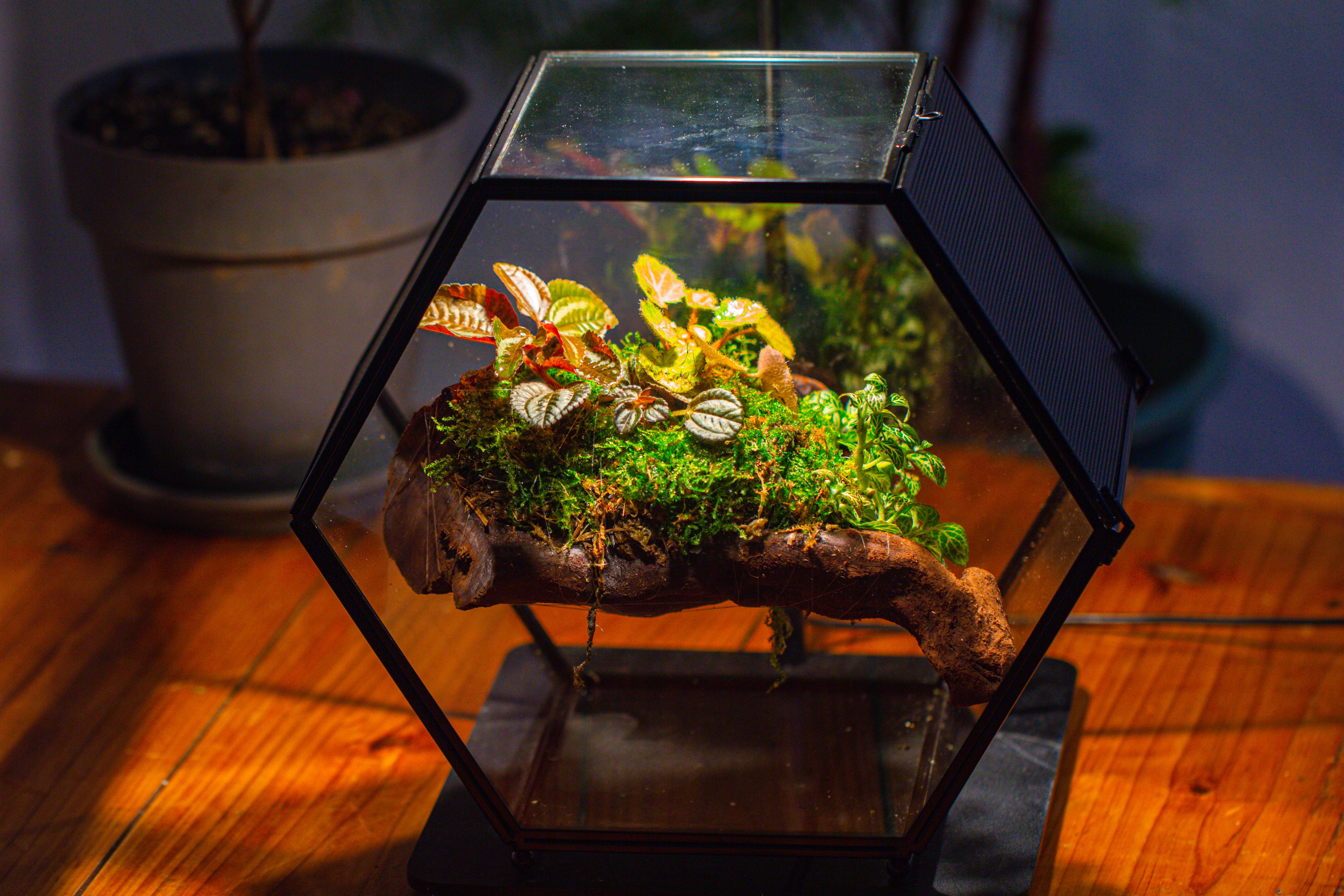Handmade Hexagon Glass Geometric Terrarium Enclosure with Mesh Vents for Small Insects - NCYPgarden
