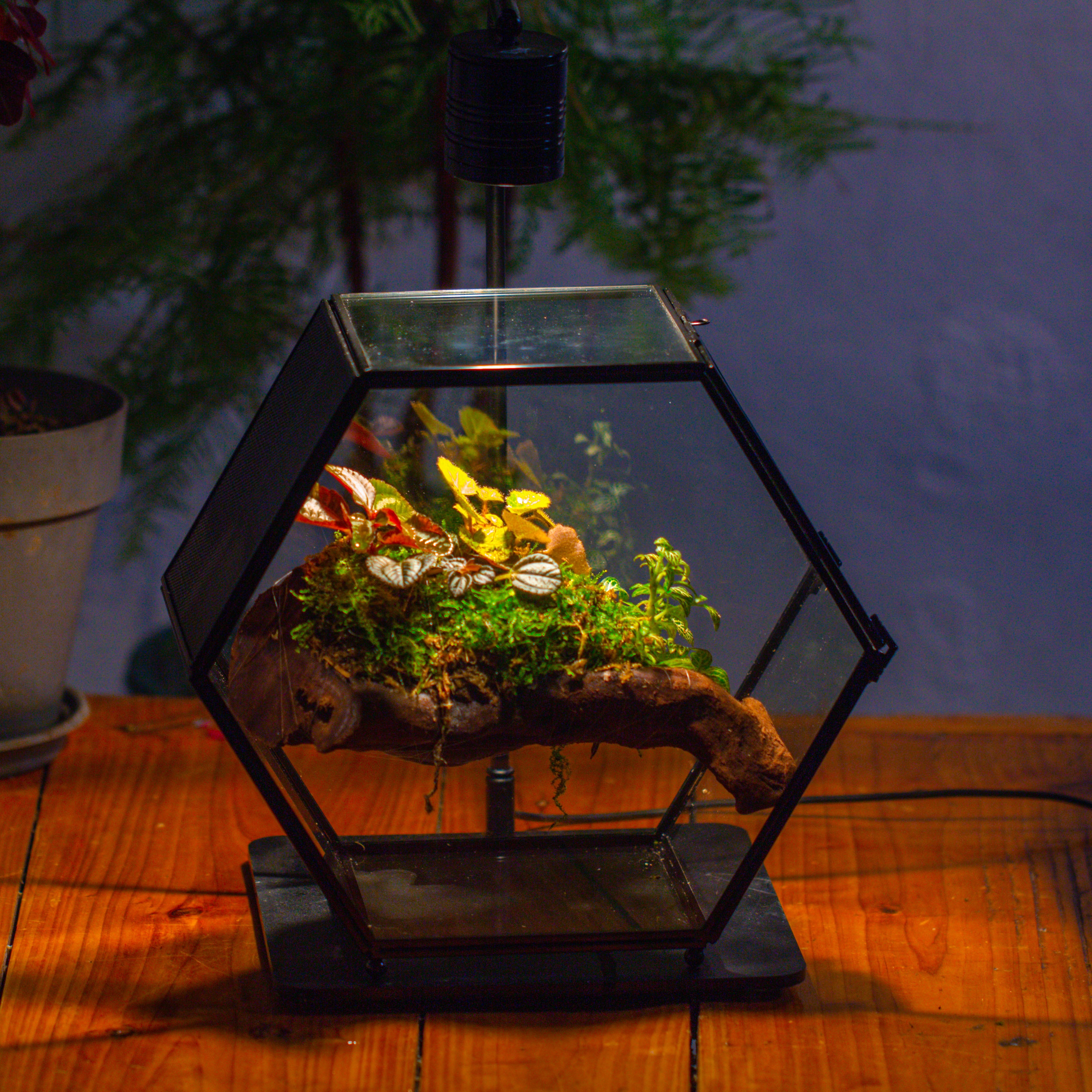 Handmade Hexagon Glass Geometric Terrarium Enclosure with Mesh Vents for Small Insects - NCYPgarden