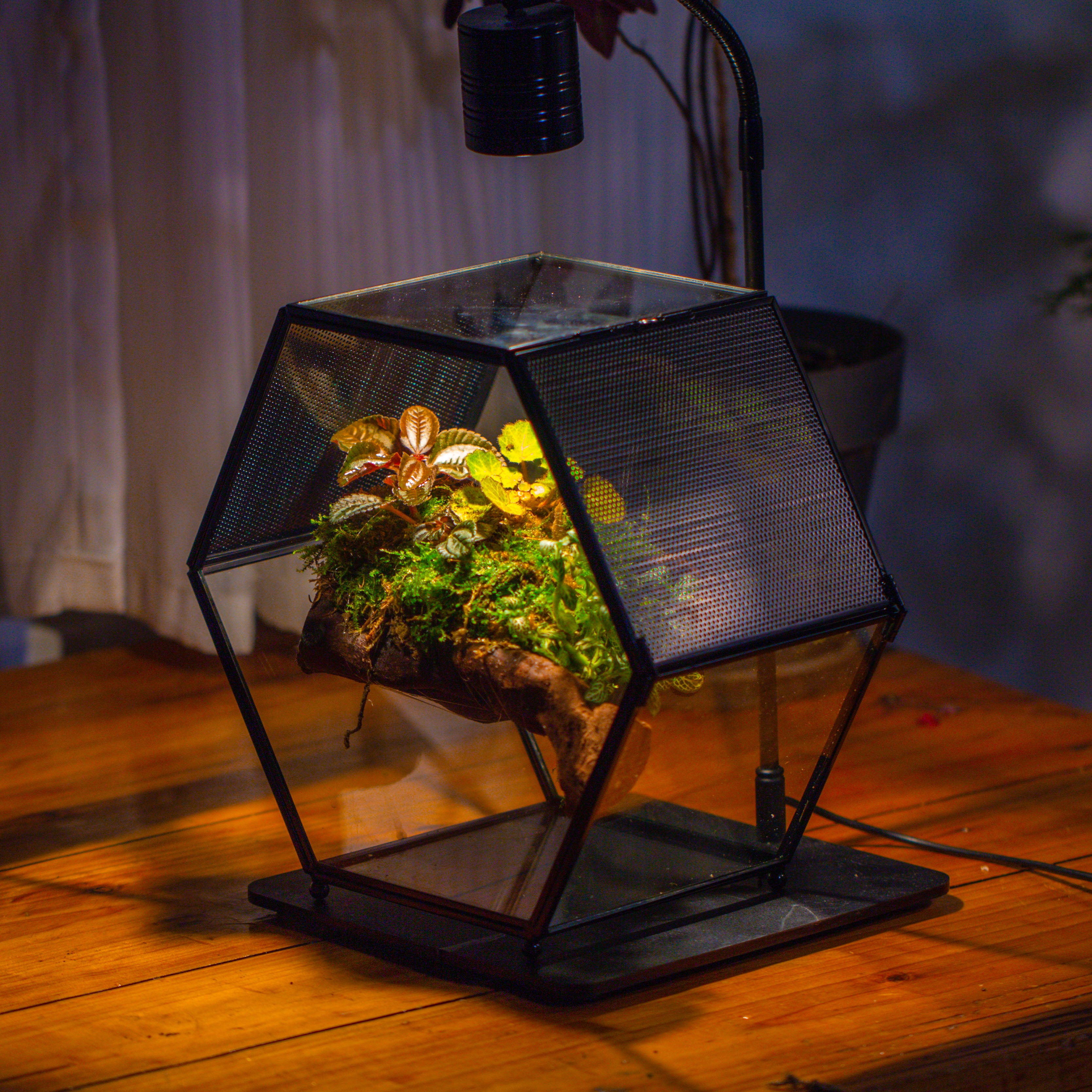 Handmade Hexagon Glass Geometric Terrarium Enclosure with Mesh Vents for Small Insects - NCYPgarden