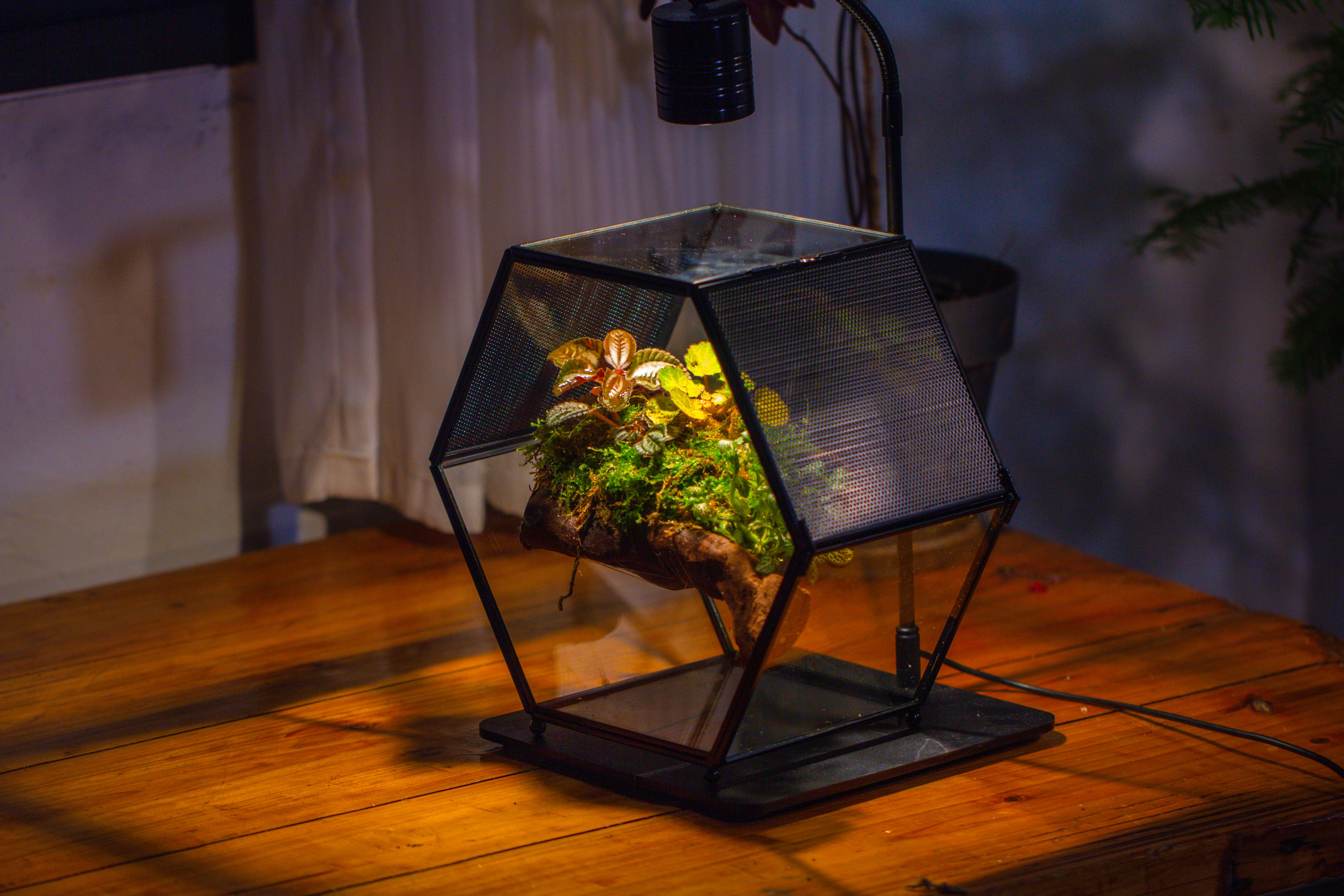 Handmade Hexagon Glass Geometric Terrarium Enclosure with Mesh Vents for Small Insects - NCYPgarden