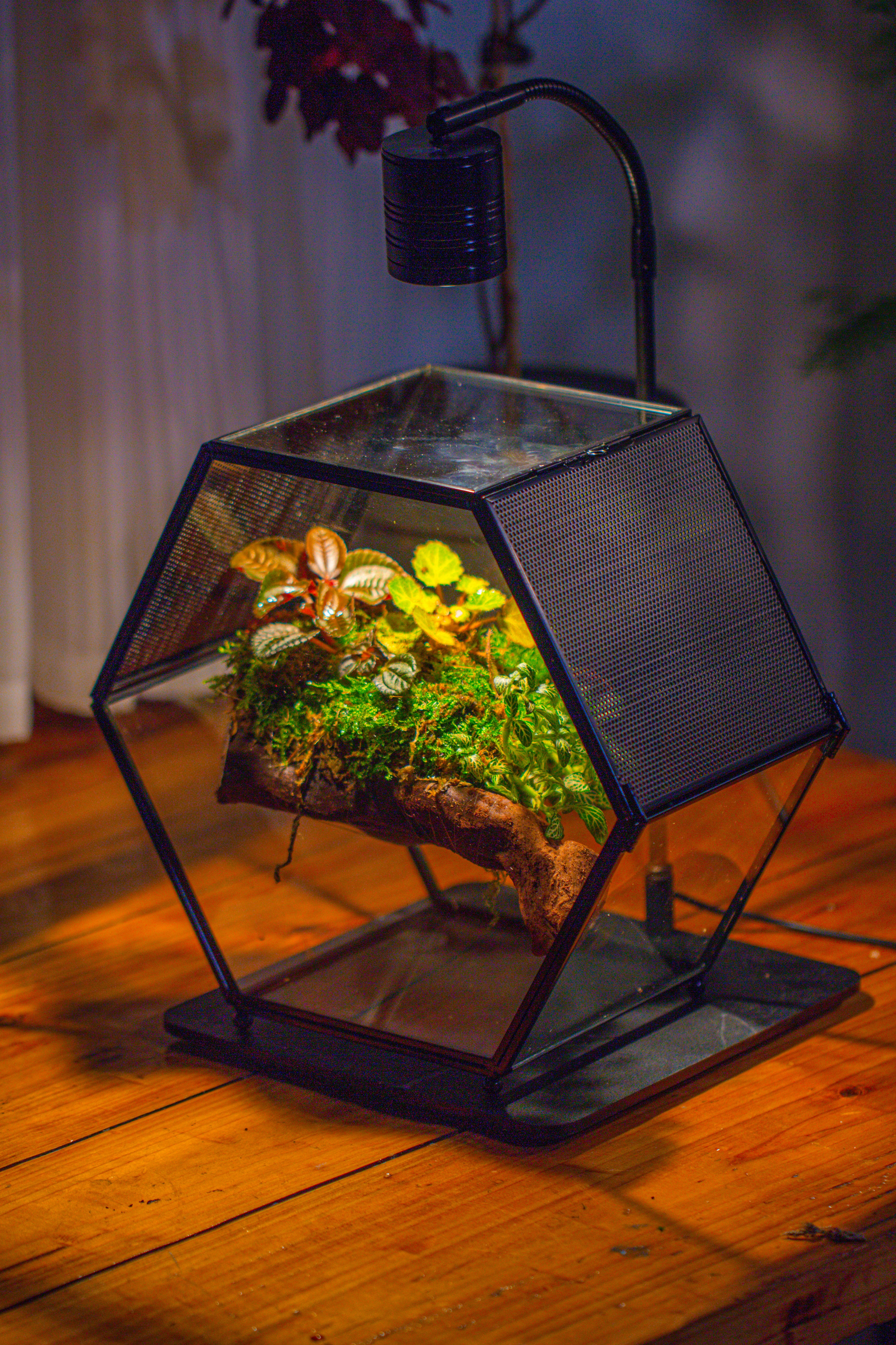 Handmade Hexagon Glass Geometric Terrarium Enclosure with Mesh Vents for Small Insects - NCYPgarden