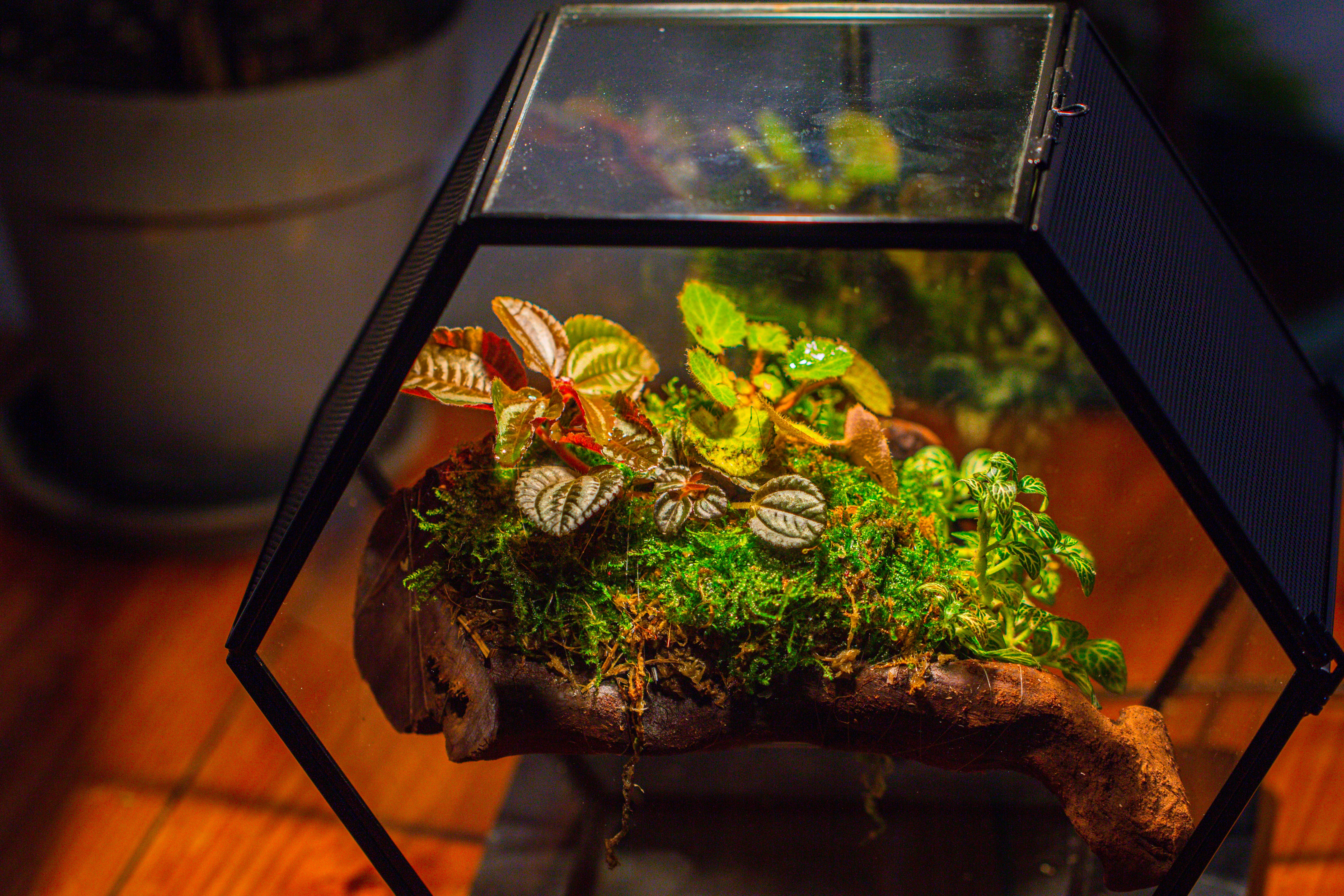 Handmade Hexagon Glass Geometric Terrarium Enclosure with Mesh Vents for Small Insects - NCYPgarden