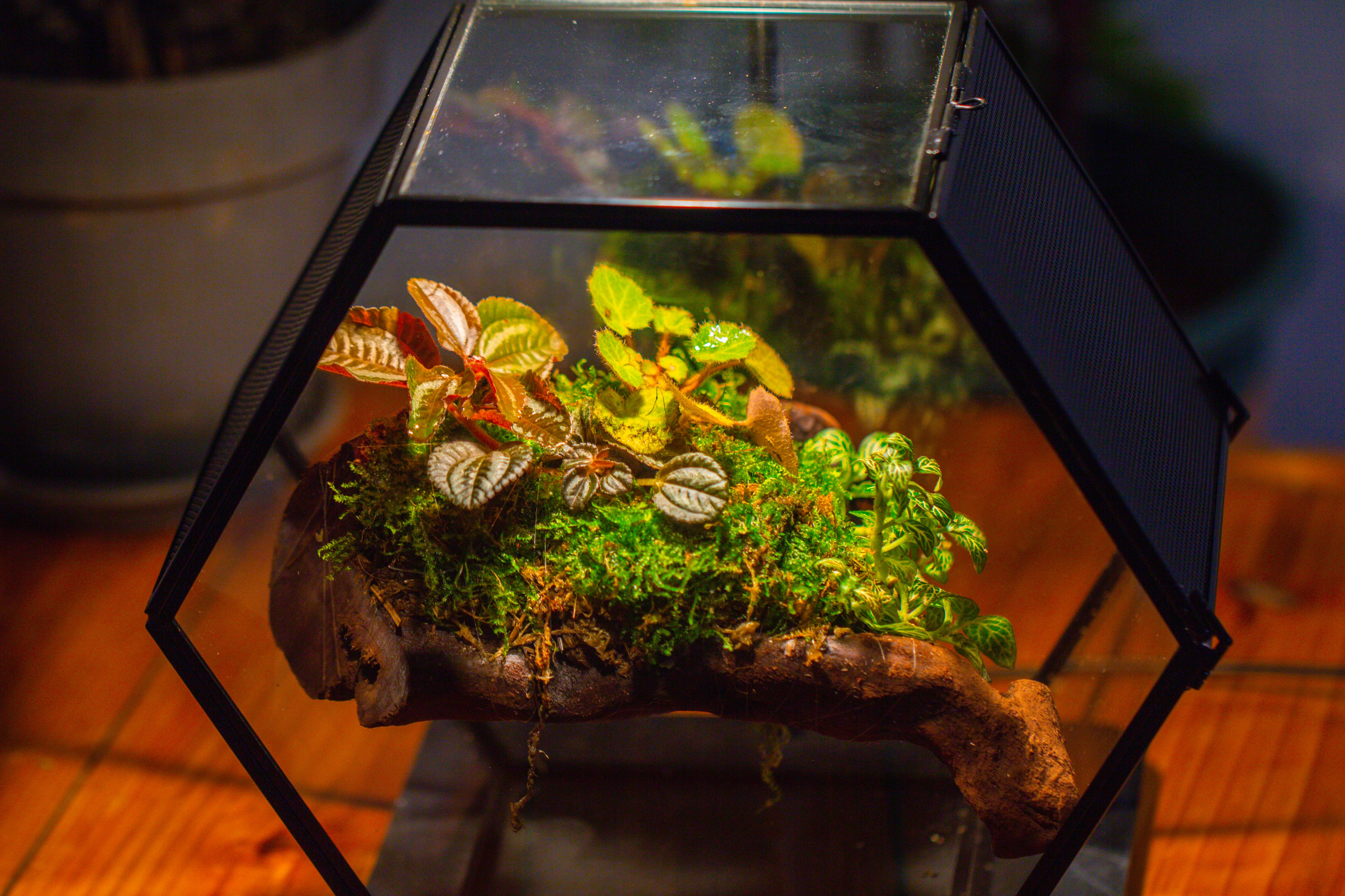 Handmade Hexagon Glass Geometric Terrarium Enclosure with Mesh Vents for Small Insects - NCYPgarden