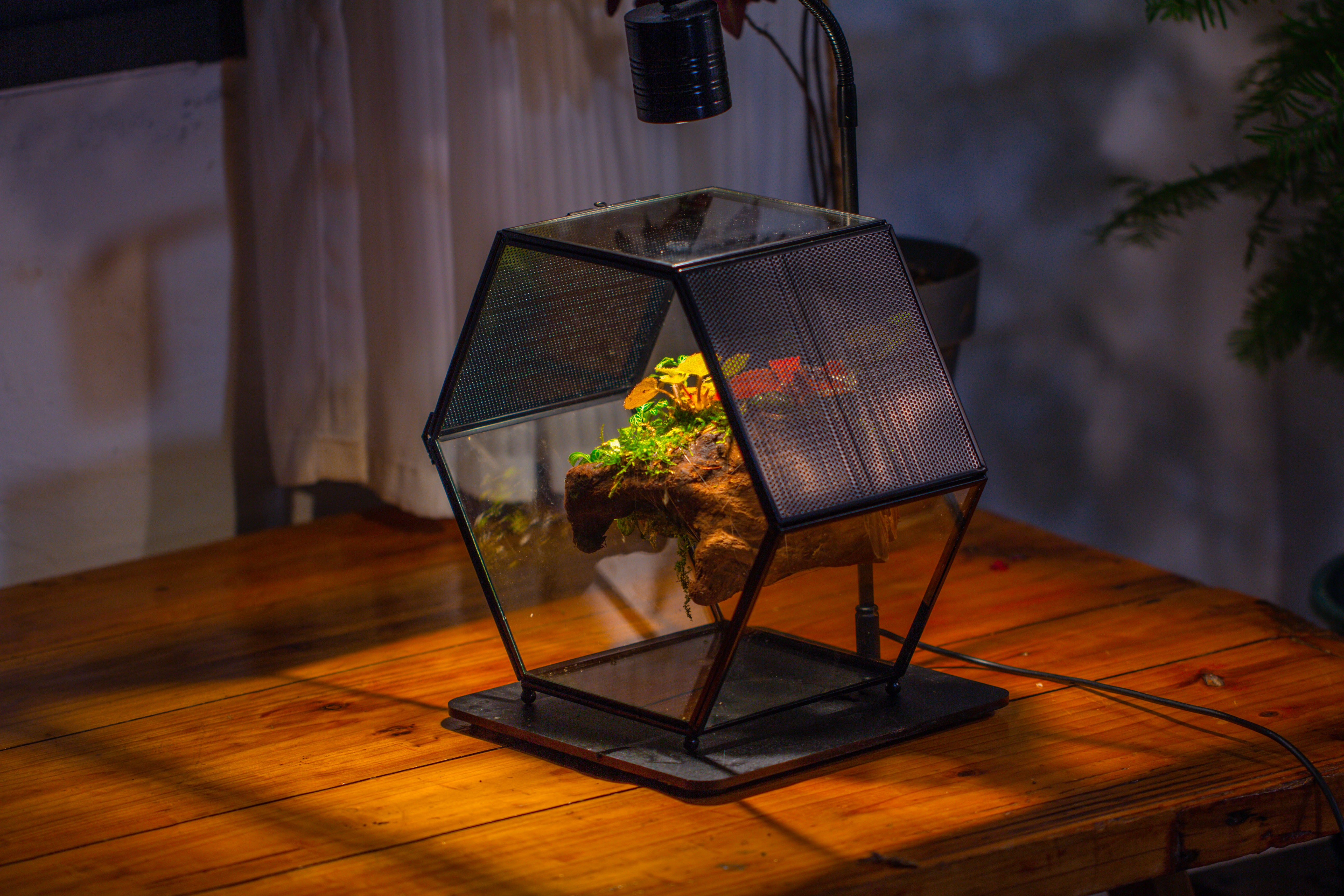 Handmade Hexagon Glass Geometric Terrarium Enclosure with Mesh Vents for Small Insects - NCYPgarden