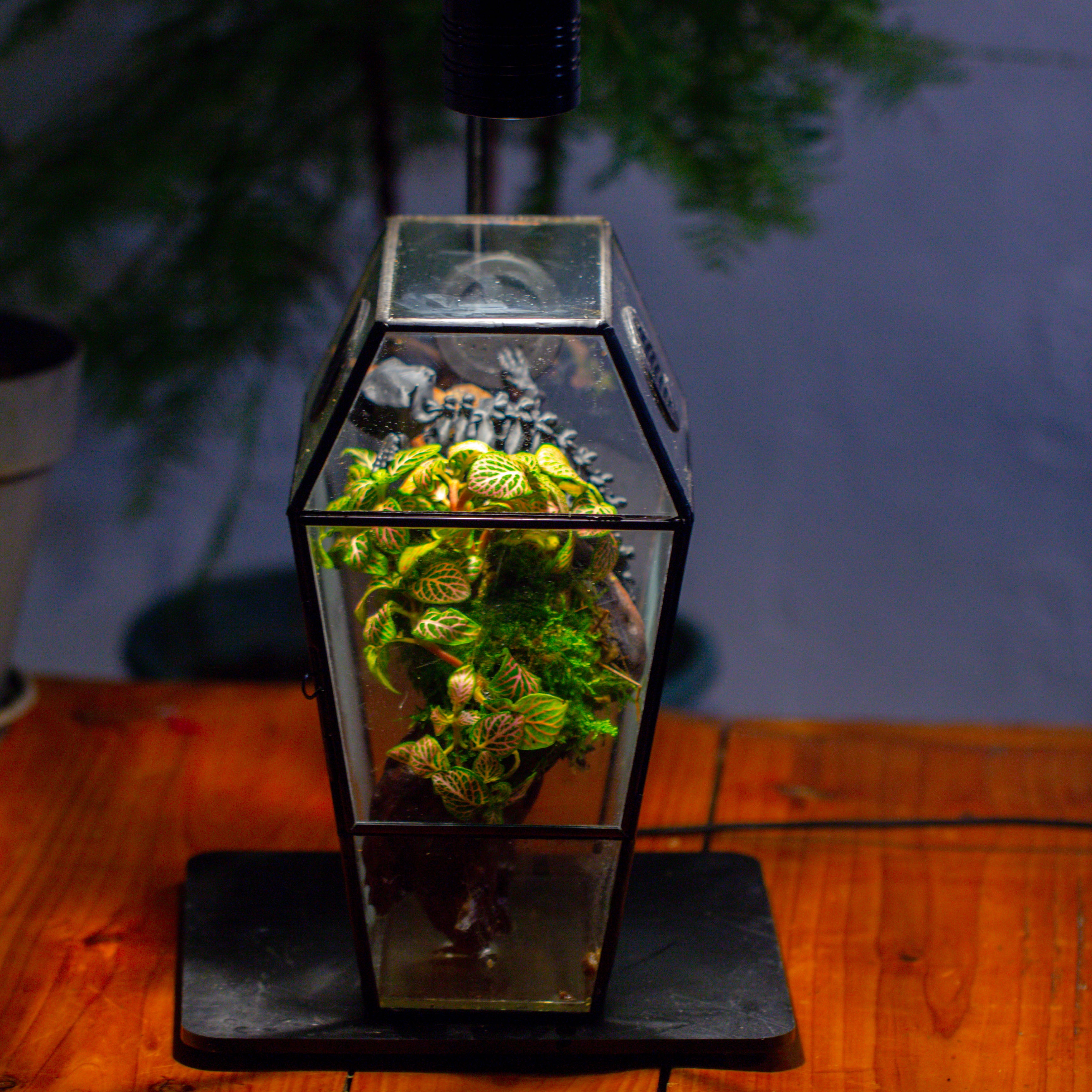 Coffin-Shaped Tin Glass Terrarium Enclosure, Gothic Style, for Jumping Spider, Insects, Snails - NCYPgarden