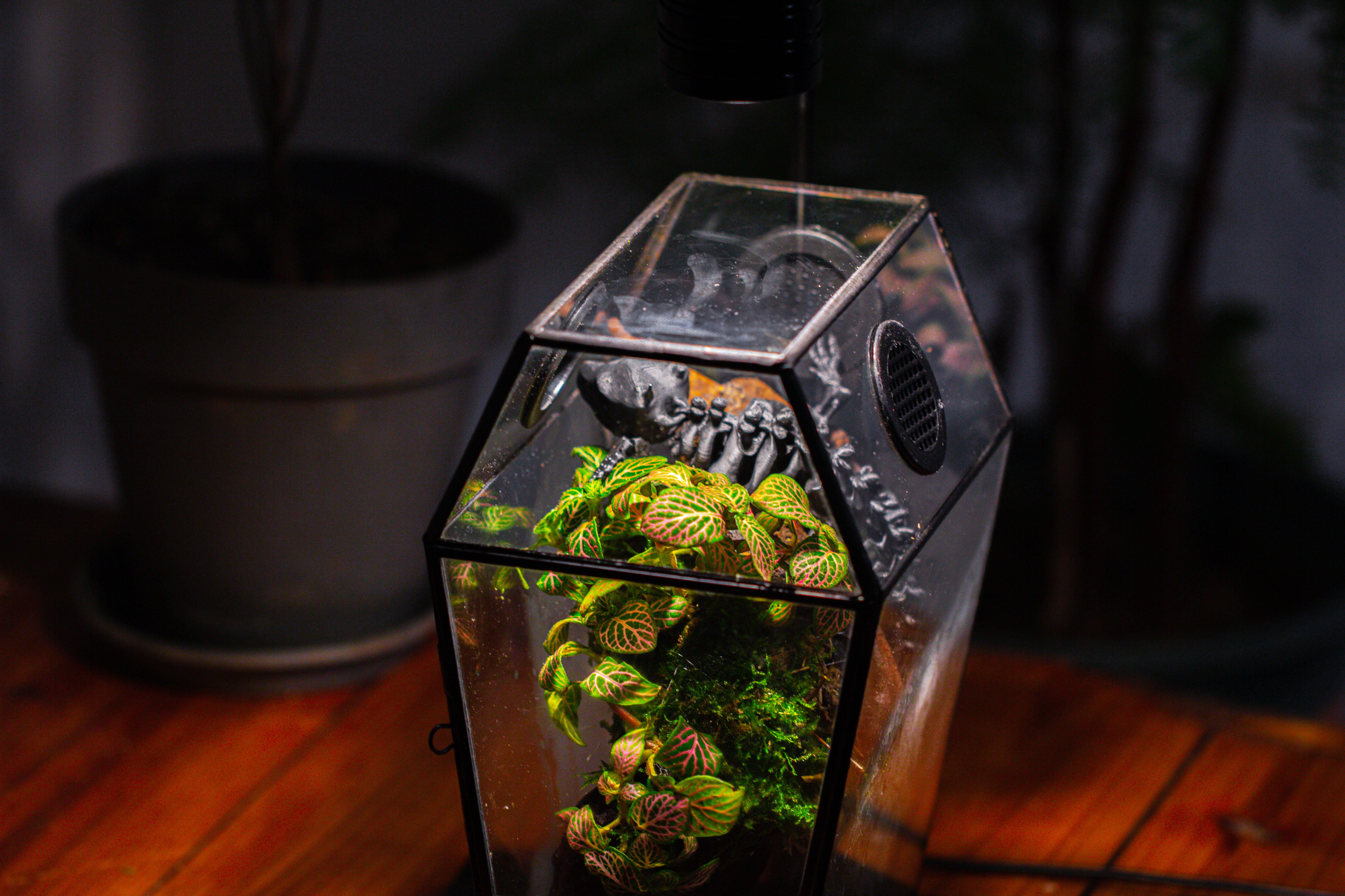 Coffin-Shaped Tin Glass Terrarium Enclosure, Gothic Style, for Jumping Spider, Insects, Snails - NCYPgarden
