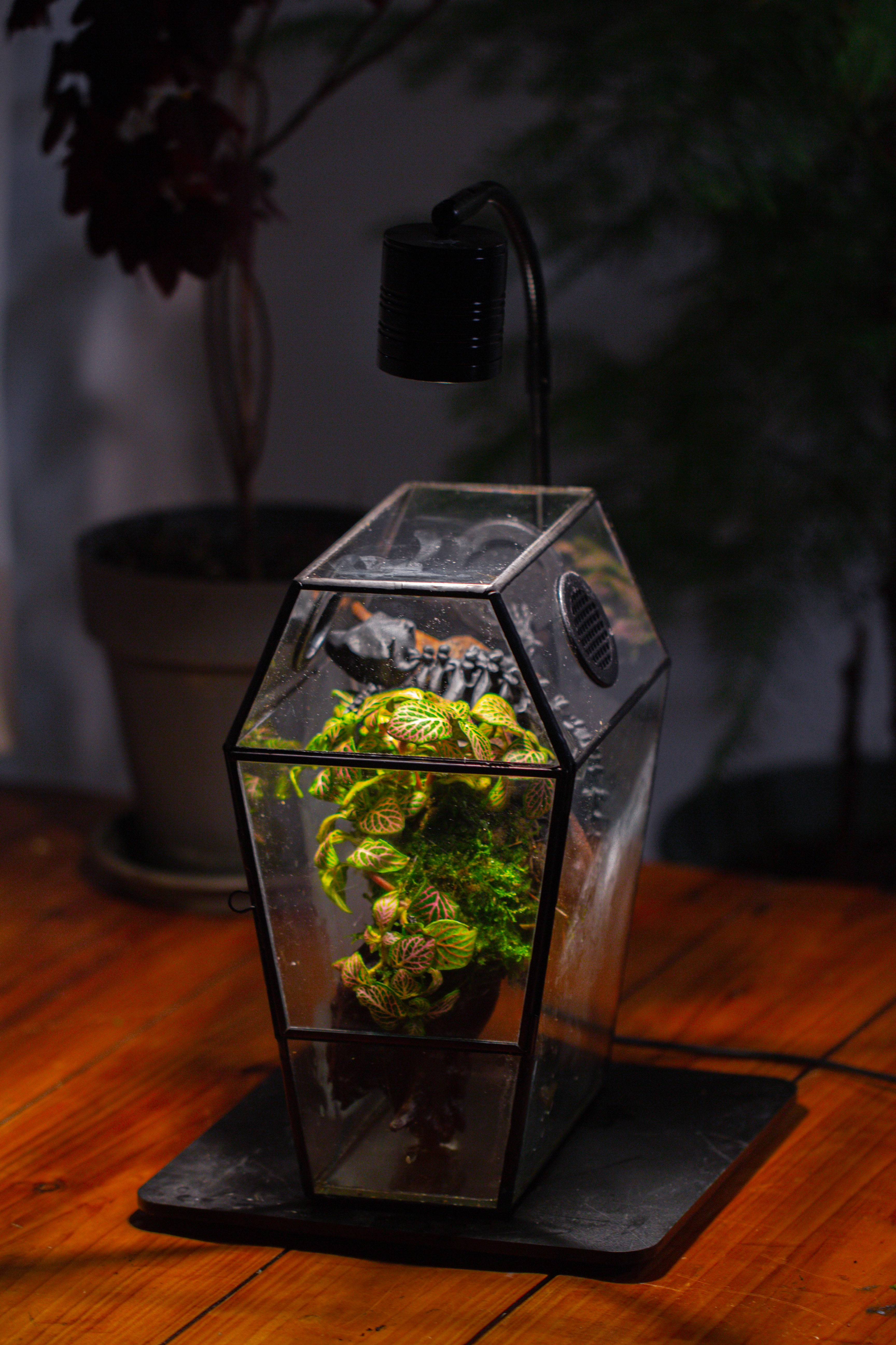 Coffin-Shaped Tin Glass Terrarium Enclosure, Gothic Style, for Jumping Spider, Insects, Snails - NCYPgarden