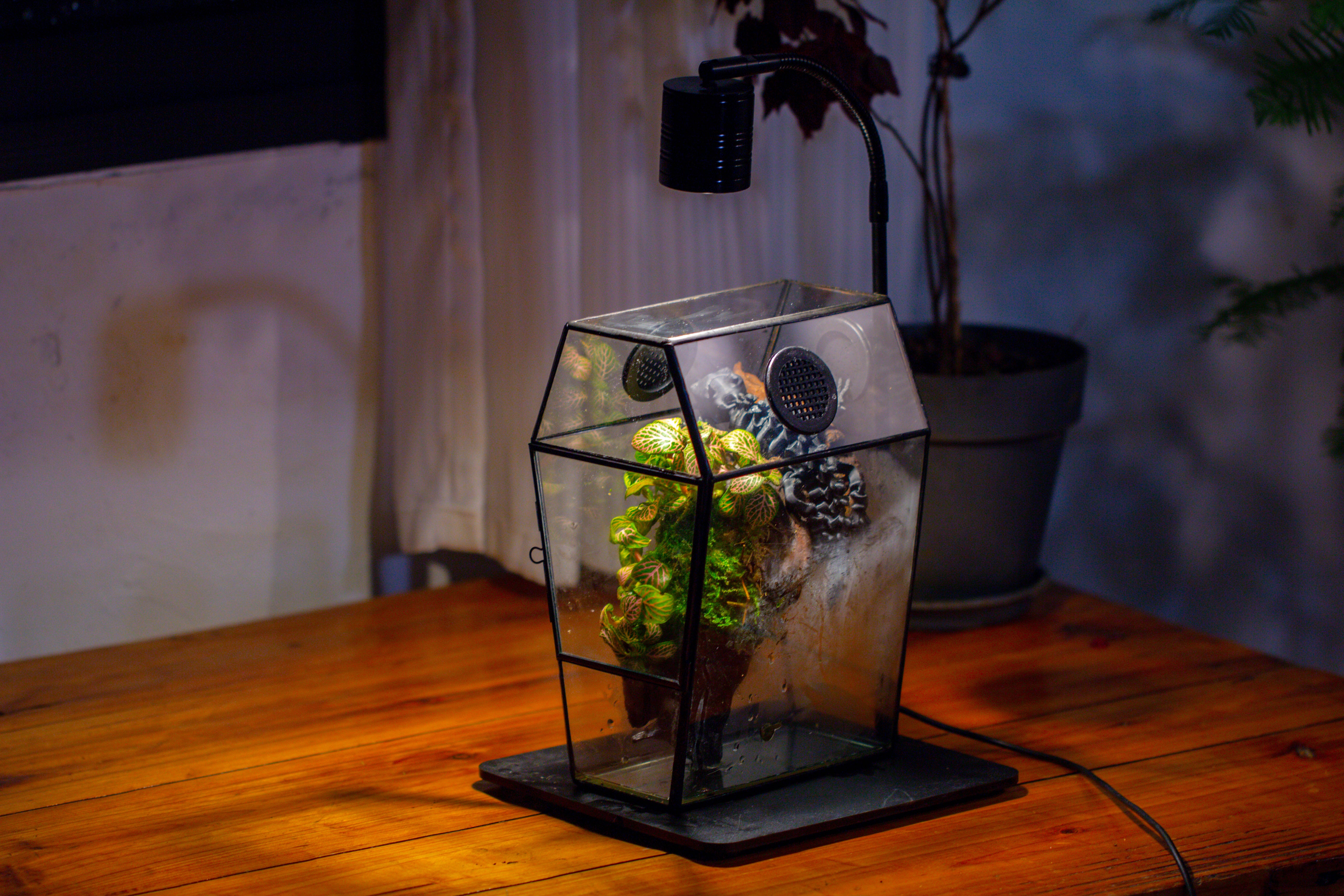 Coffin-Shaped Tin Glass Terrarium Enclosure, Gothic Style, for Jumping Spider, Insects, Snails - NCYPgarden