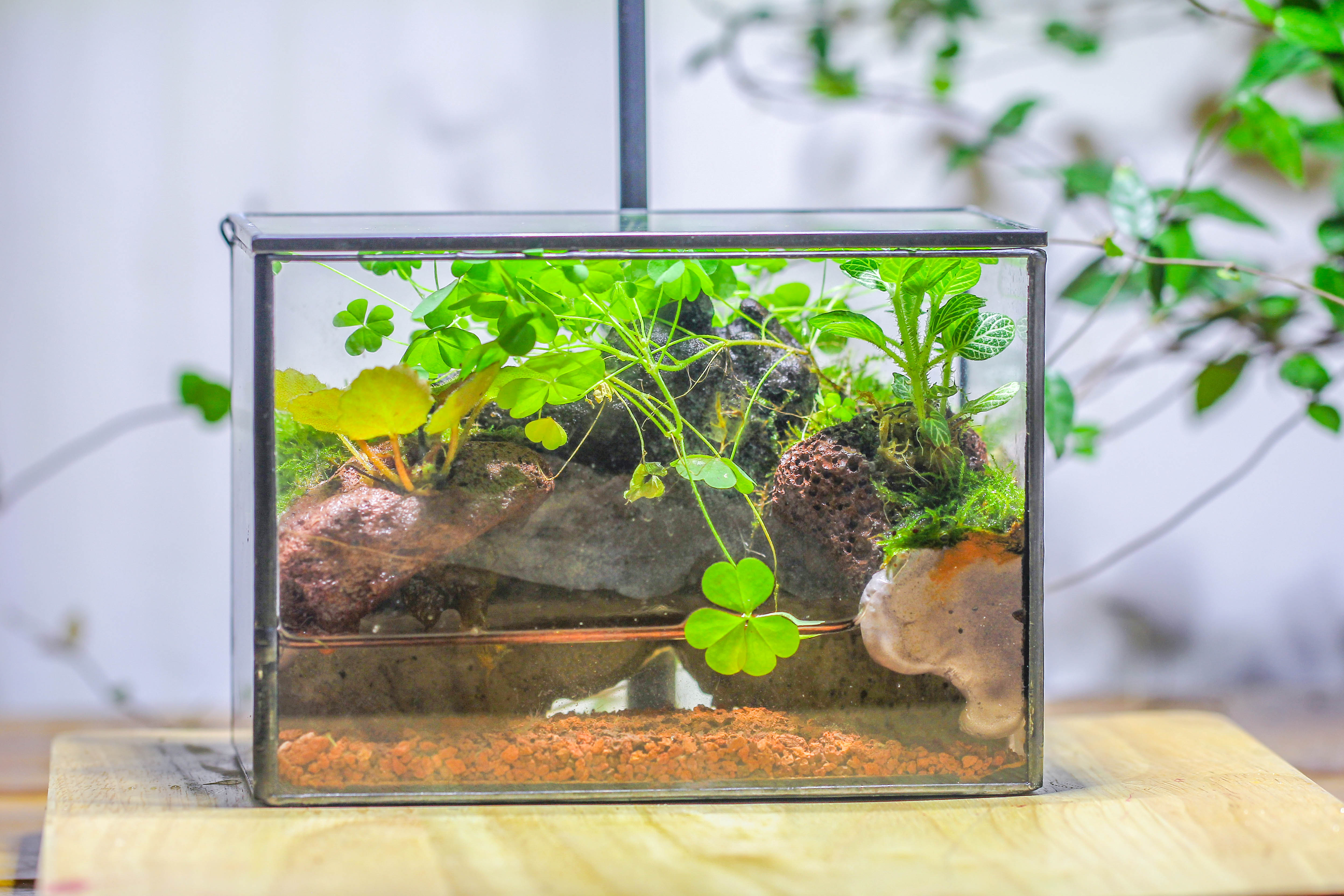 NCYP Watertight Close Small Rectangle Geometric Glass Tin Terrarium, for small waterpond, moss landscape, Live Miniature, water pond - NCYPgarden