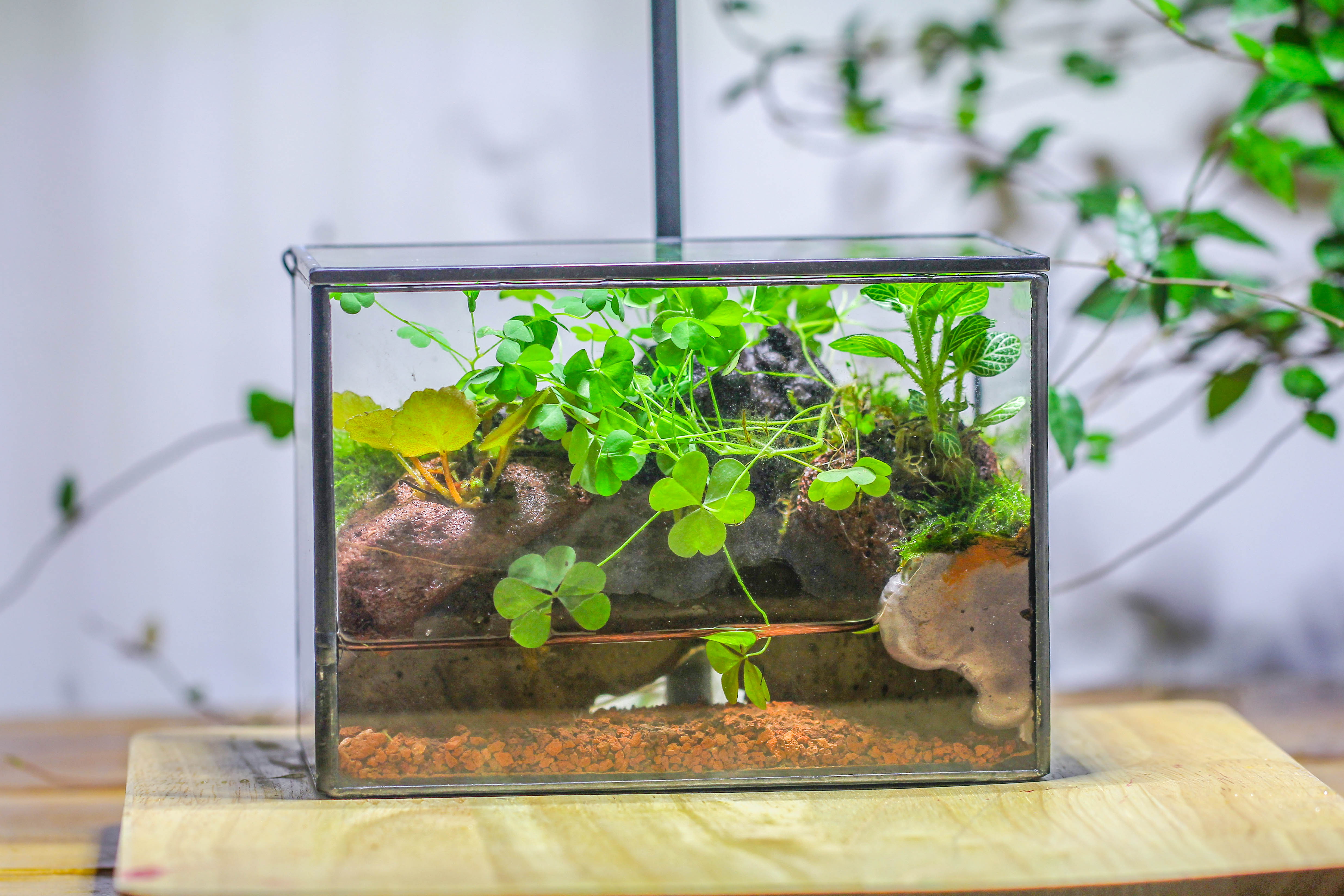 NCYP Watertight Close Small Rectangle Geometric Glass Tin Terrarium, for small waterpond, moss landscape, Live Miniature, water pond - NCYPgarden