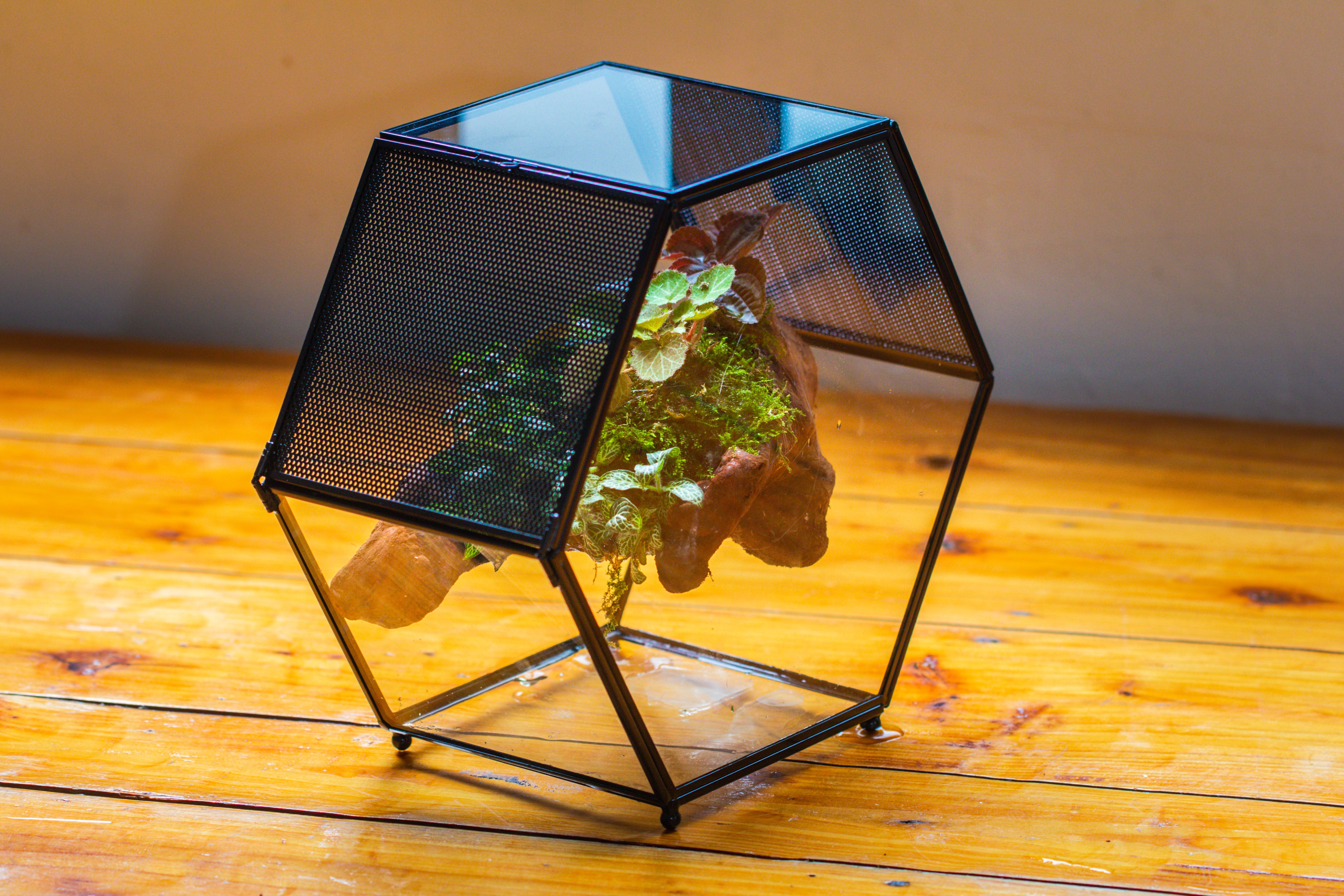 Handmade Hexagon Glass Geometric Terrarium Enclosure with Mesh Vents for Small Insects - NCYPgarden