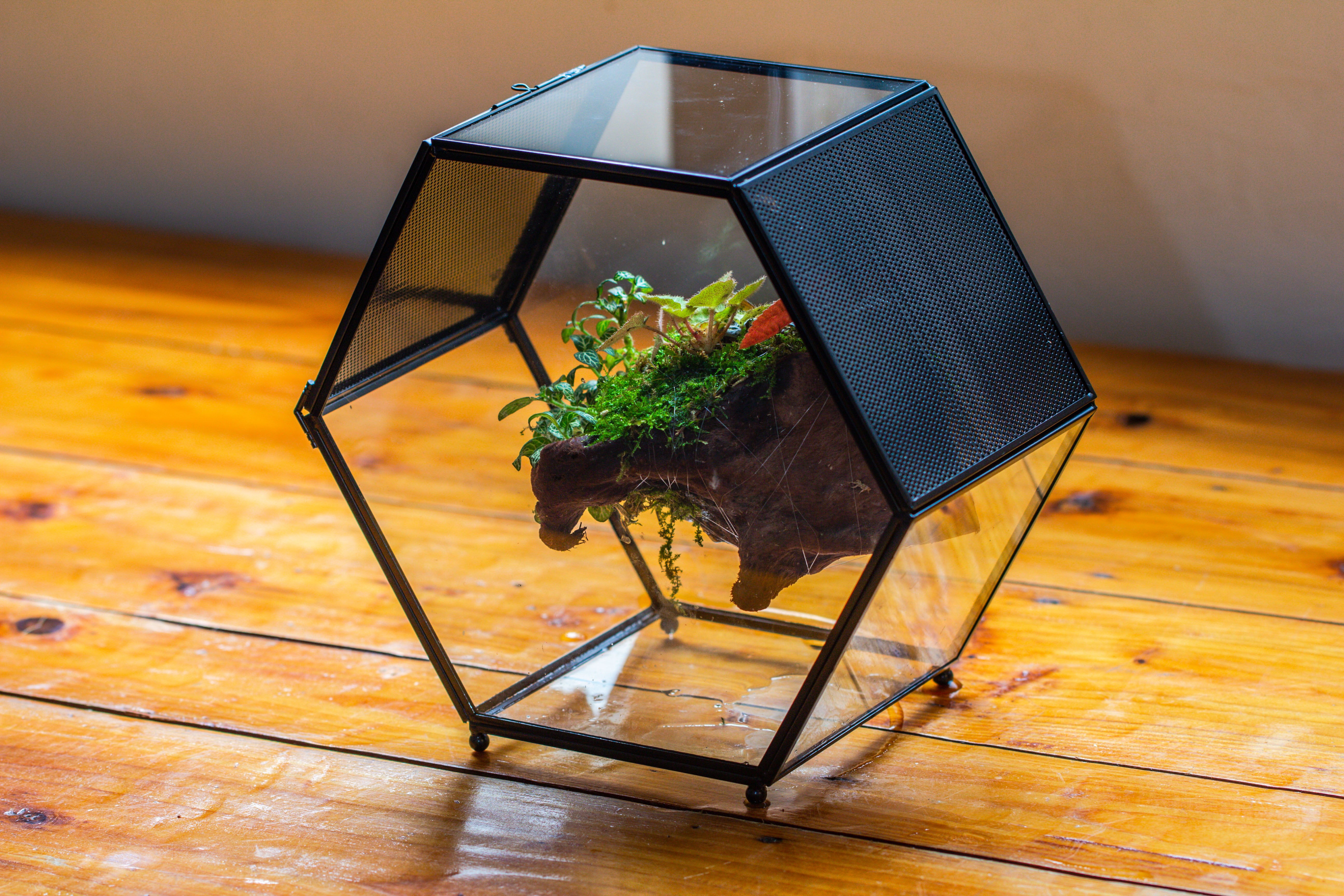 Handmade Hexagon Glass Geometric Terrarium Enclosure with Mesh Vents for Small Insects - NCYPgarden
