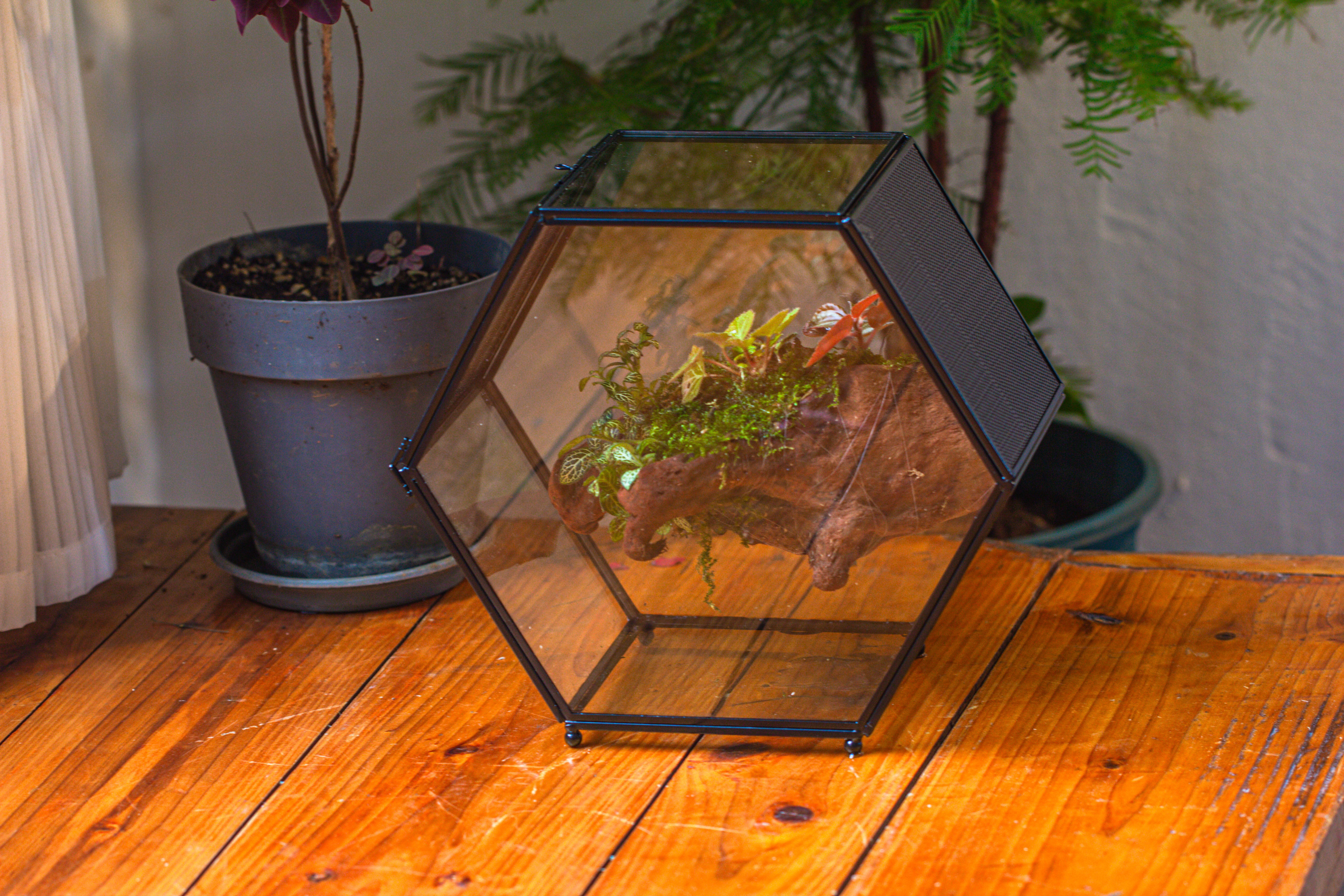 Handmade Hexagon Glass Geometric Terrarium Enclosure with Mesh Vents for Small Insects - NCYPgarden
