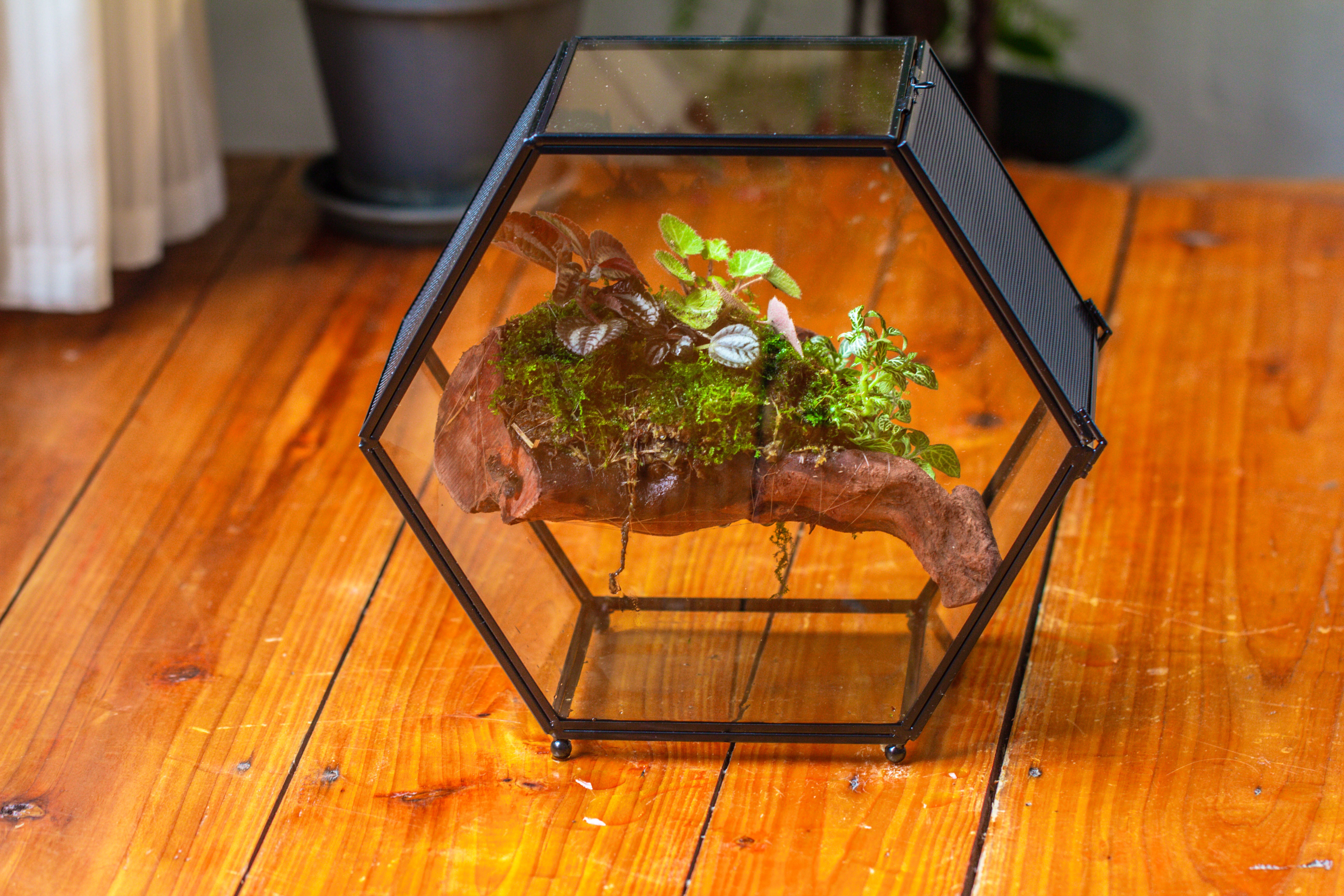 Handmade Hexagon Glass Geometric Terrarium Enclosure with Mesh Vents for Small Insects - NCYPgarden