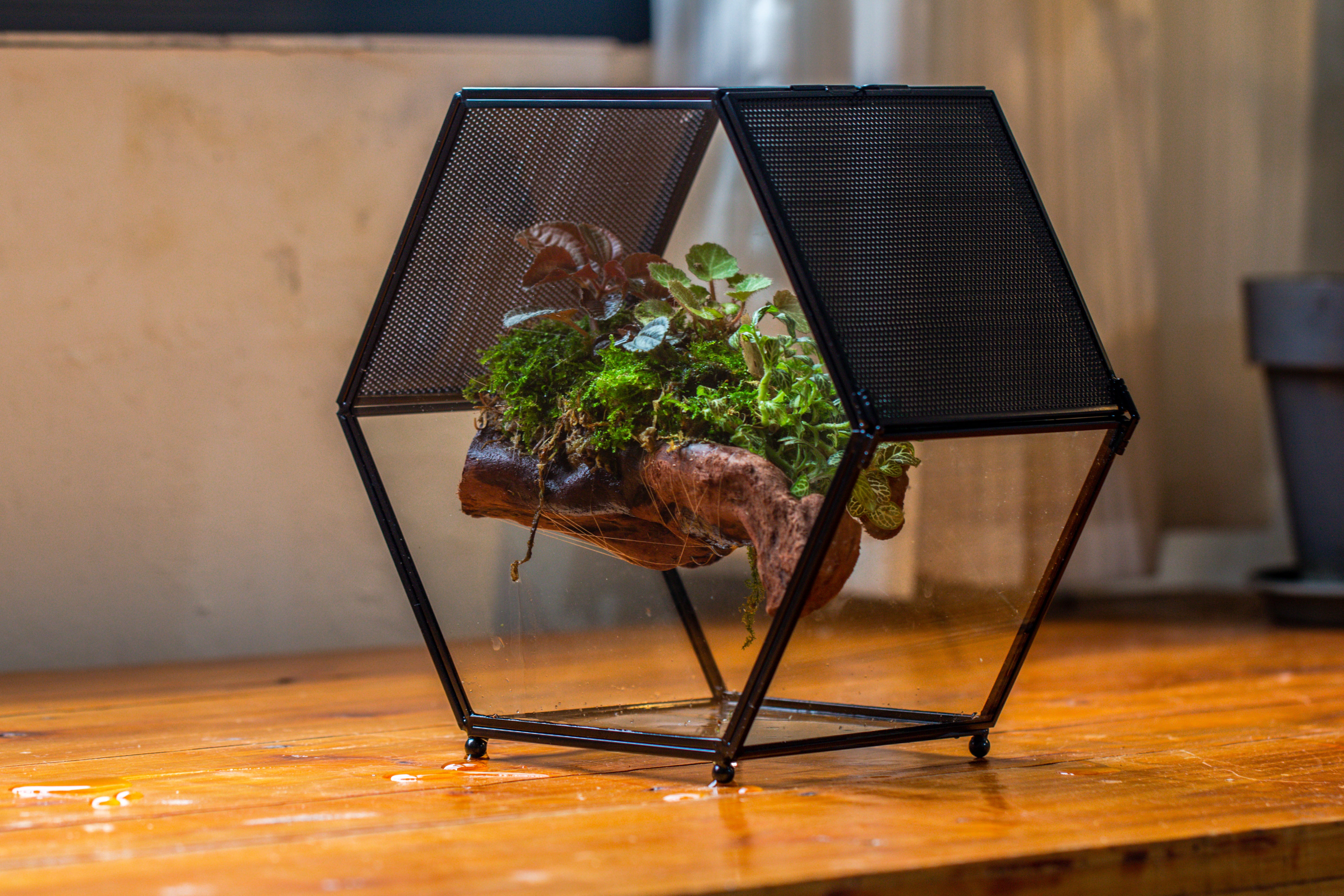 Handmade Hexagon Glass Geometric Terrarium Enclosure with Mesh Vents for Small Insects - NCYPgarden
